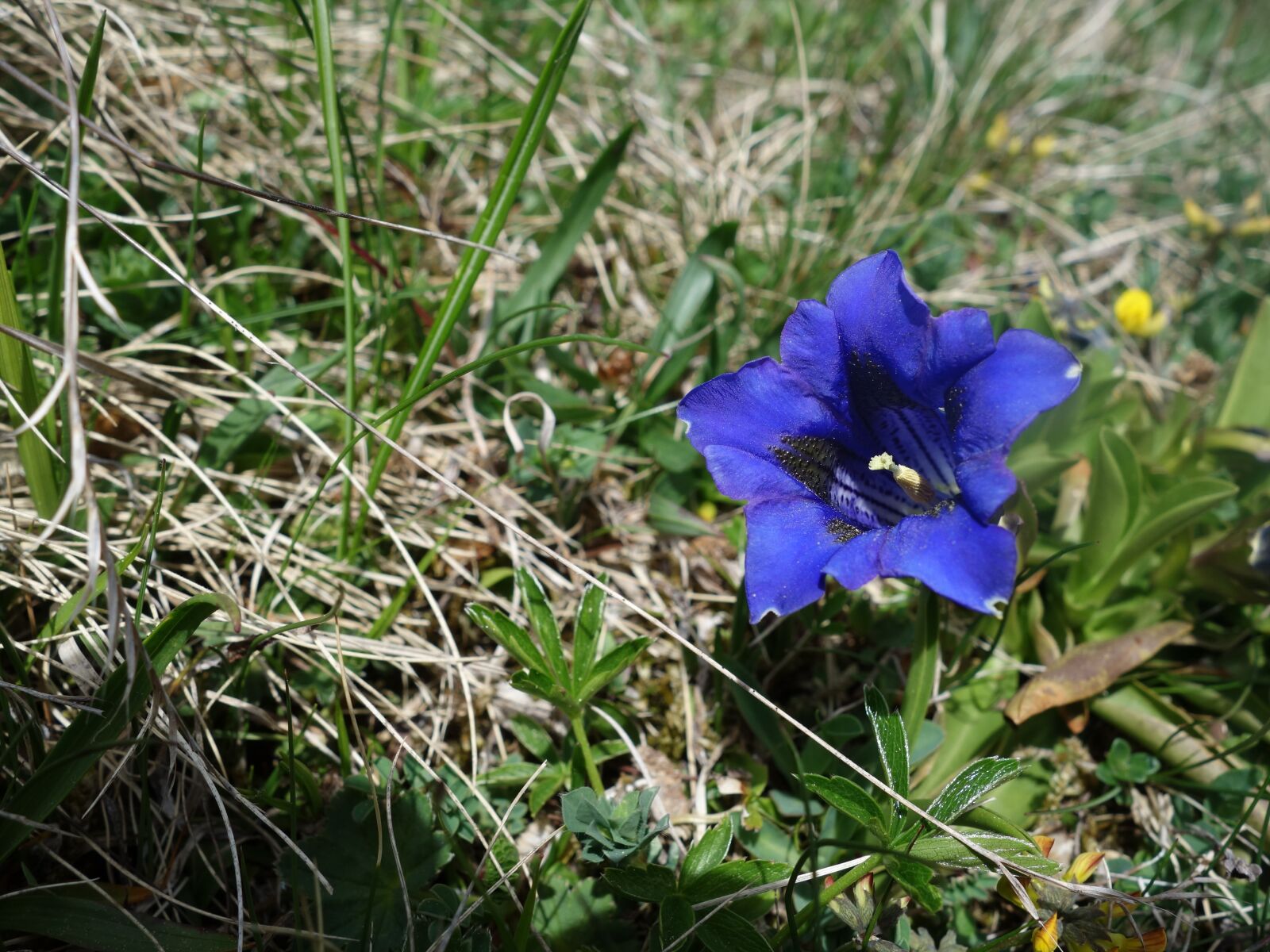 Sony Cyber-shot DSC-RX100 sample photo. Gentian, blue, alpine flower photography