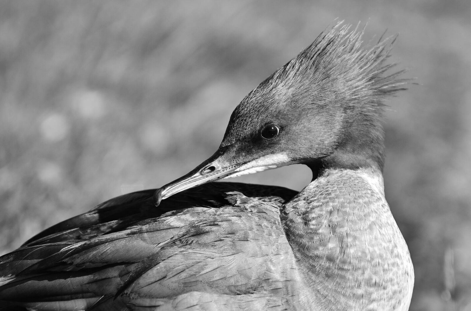 Nikon D7200 sample photo. Merganser, mergus merganser, duck photography
