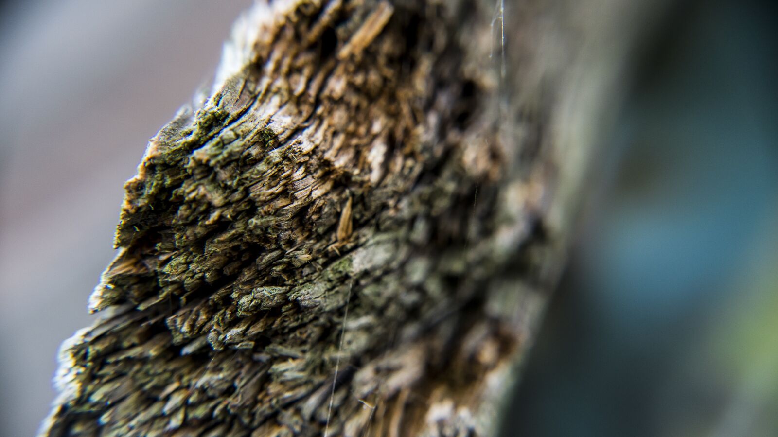 Sony Alpha a3000 + Sony E 18-55mm F3.5-5.6 OSS sample photo. Wood, closeup, outdoor photography