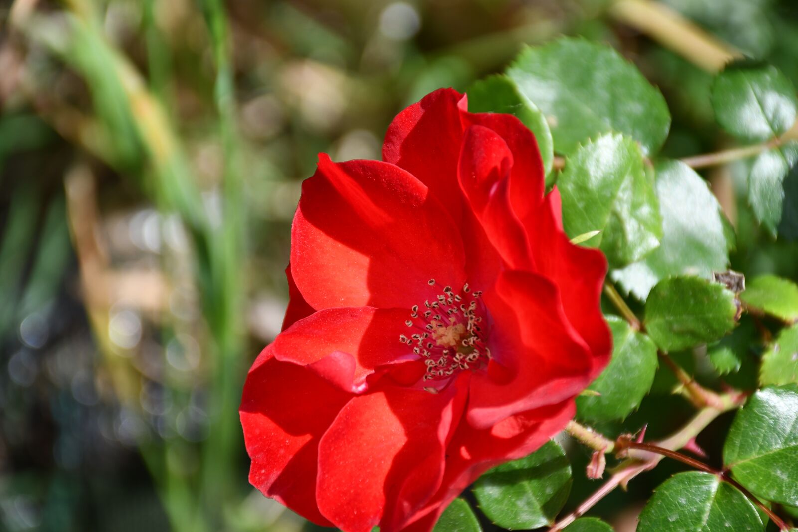 Nikon D7500 sample photo. Flower, red flower, bloom photography