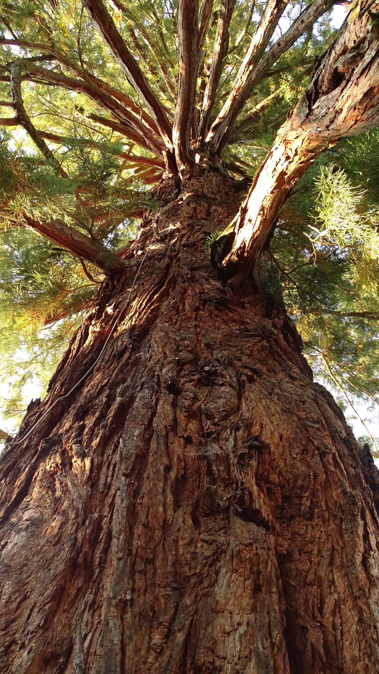 Sony Cyber-shot DSC-HX400V sample photo. Tree, log, sequoia photography