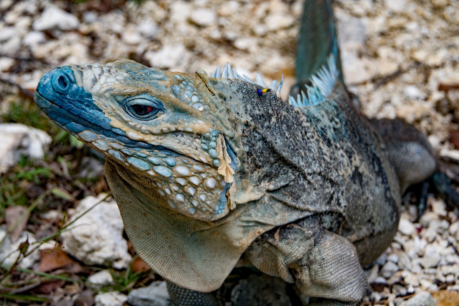 Nikon D500 sample photo. C, tropical, nature photography