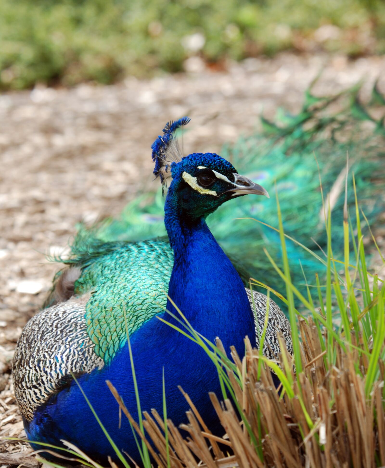 Nikon D80 sample photo. Peacock, male, bird photography
