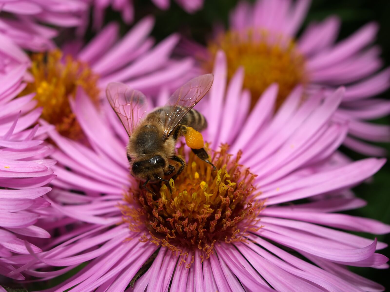 Olympus E-500 (EVOLT E-500) sample photo. Bee, insect, honey photography