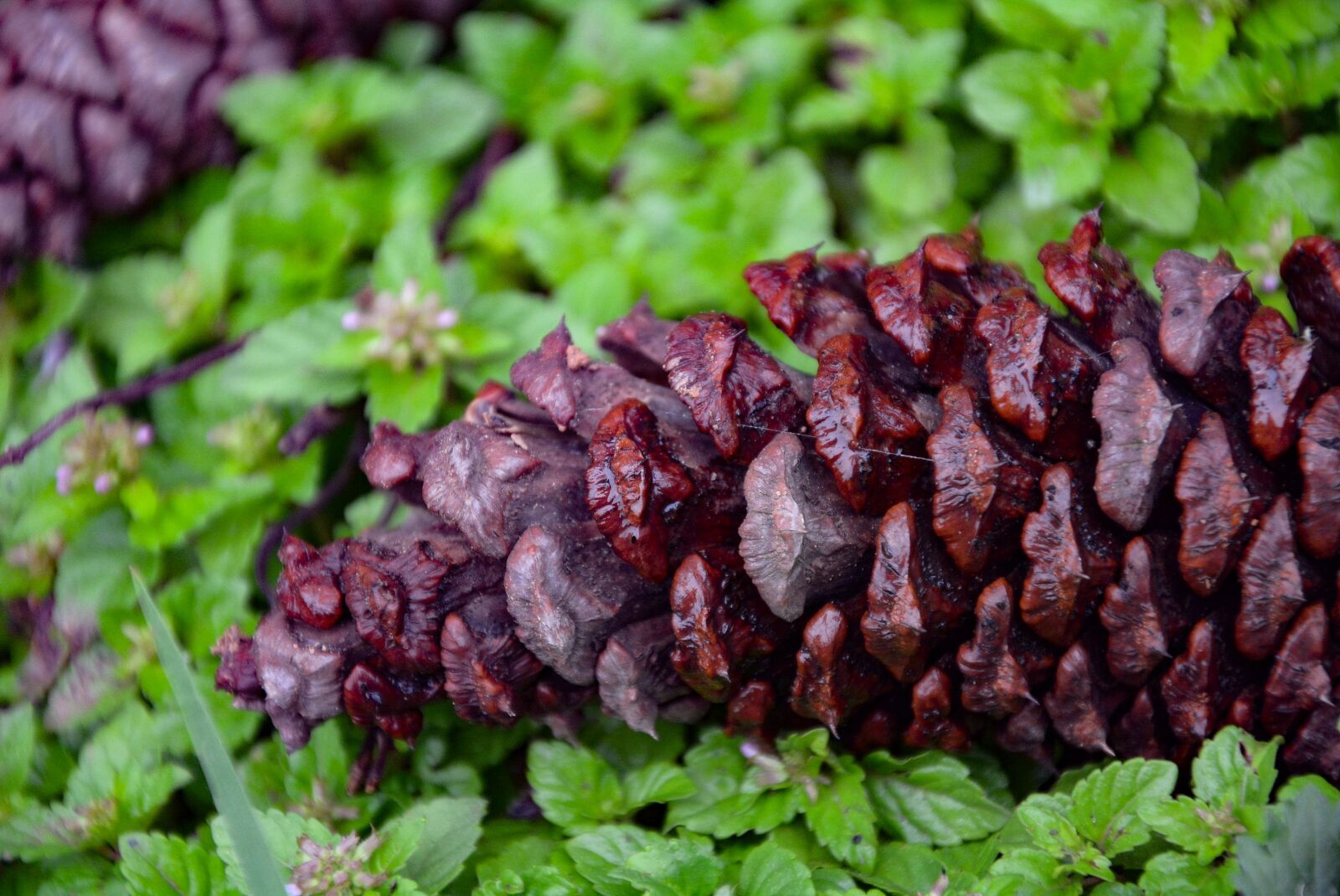 Nikon D7100 sample photo. Food, plant, nature photography
