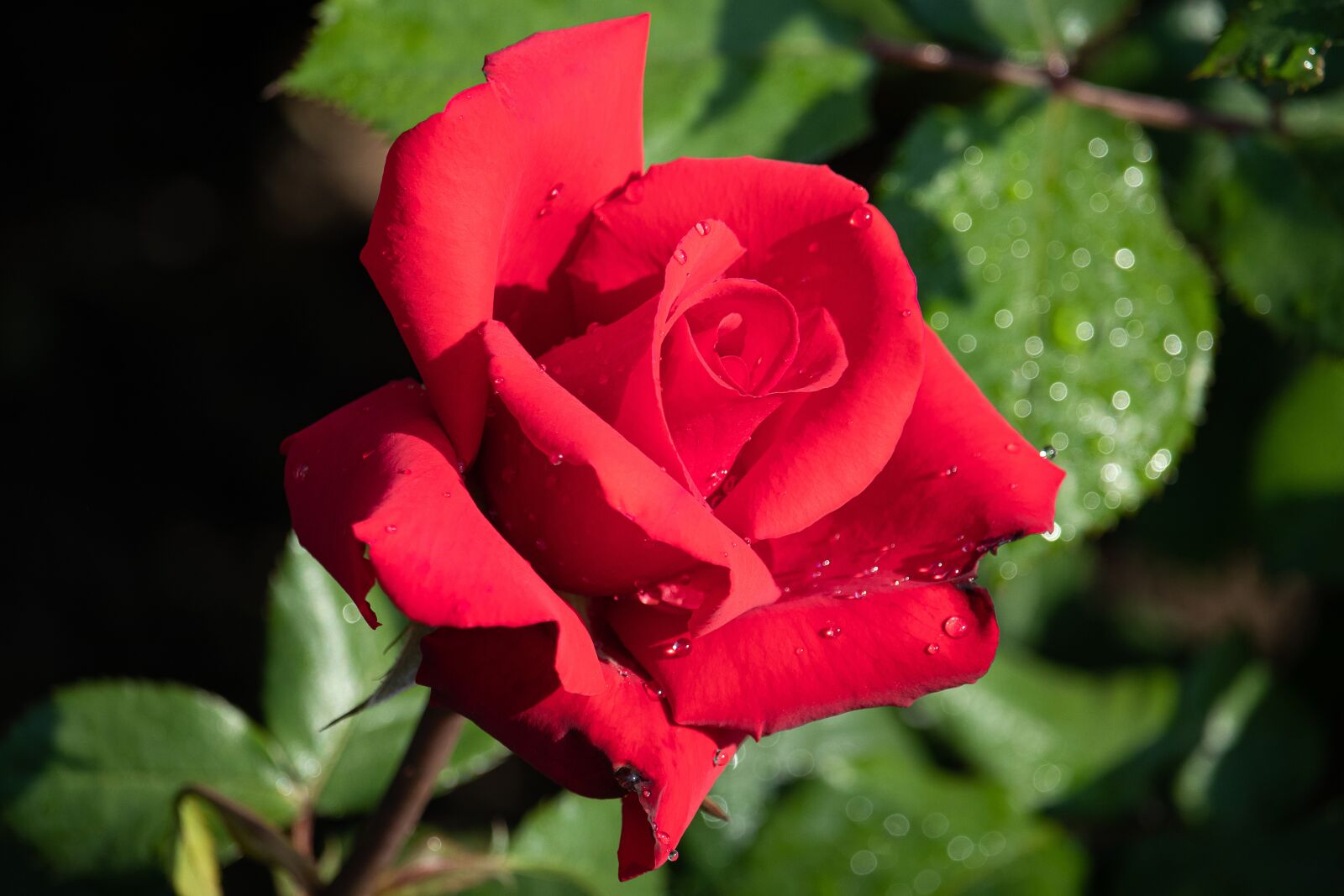 Canon EF-S 55-250mm F4-5.6 IS STM sample photo. Rose, flower, plant photography