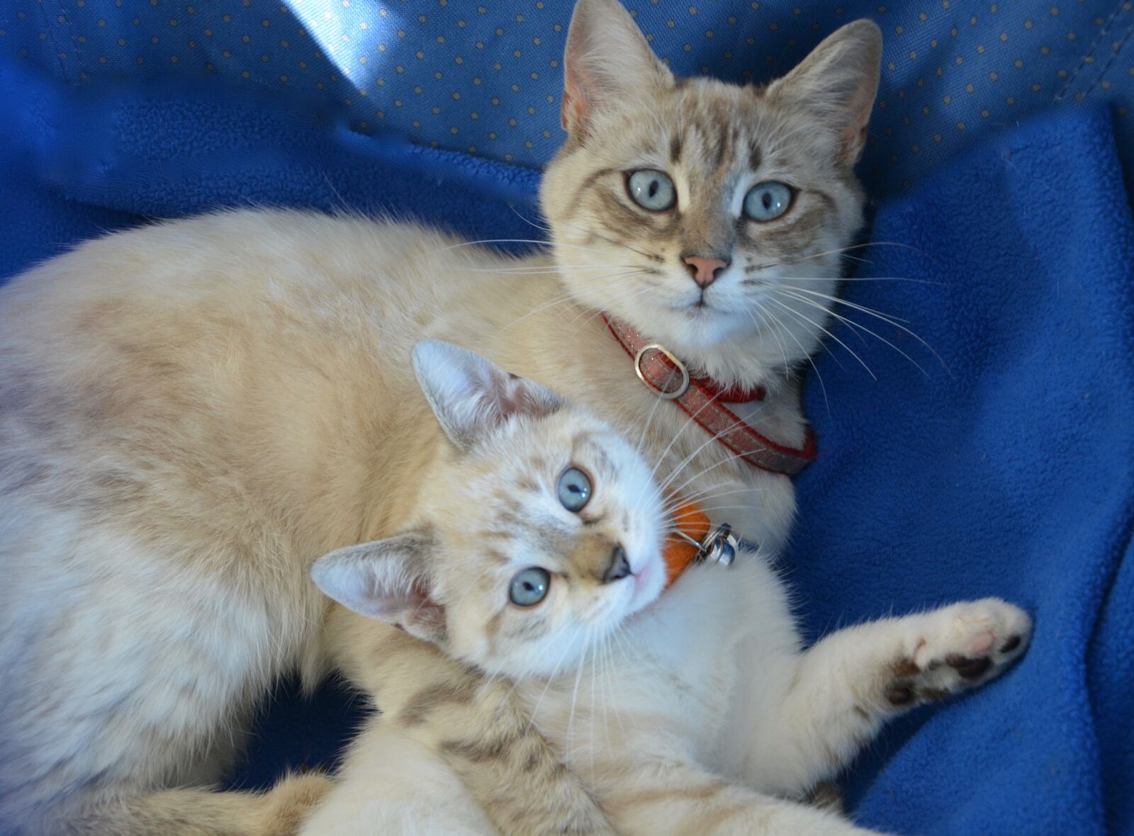Nikon D5200 sample photo. Kitten, pussy, kitten with photography
