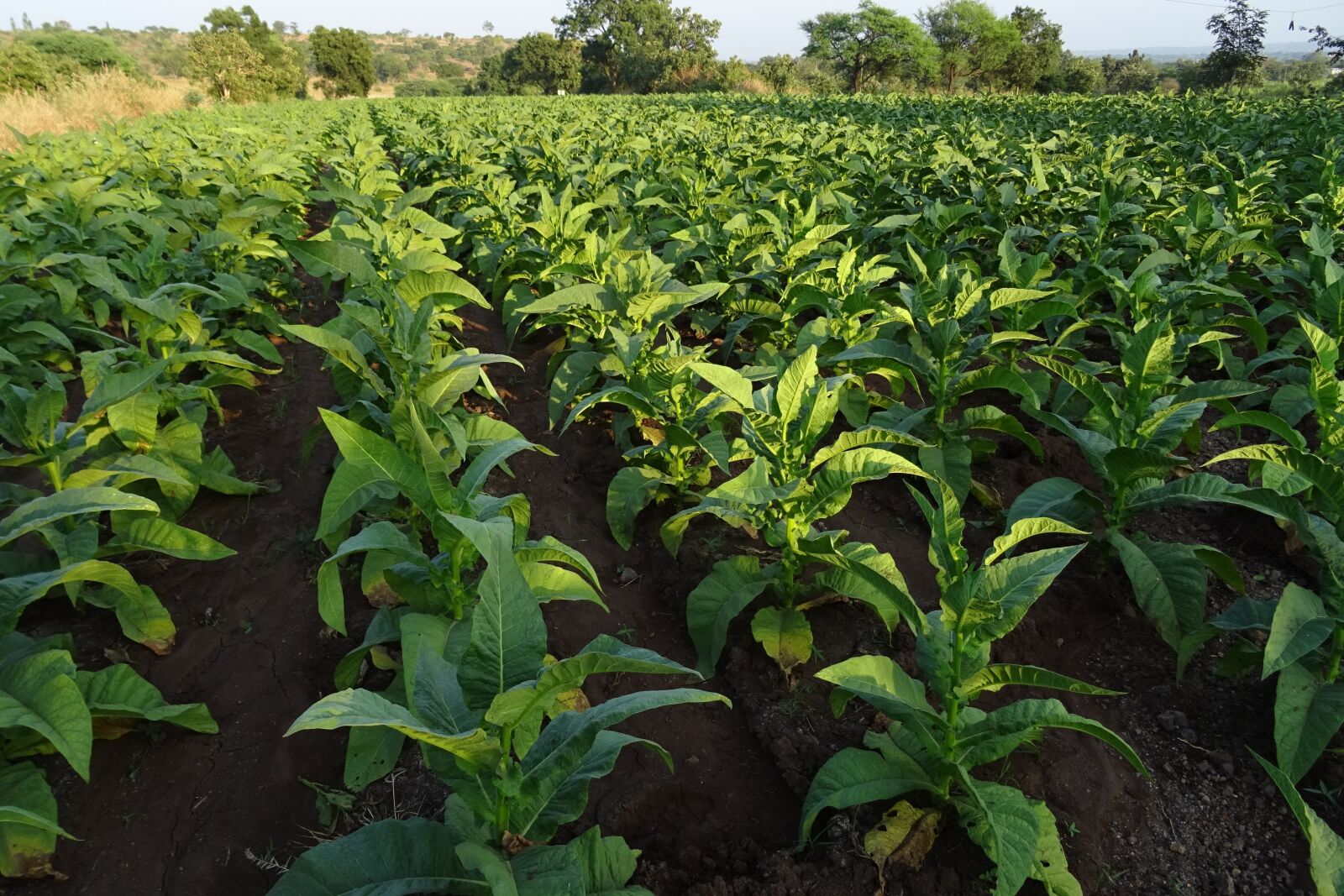 Sony DSC-HX60V sample photo. Tobacco, nicotiana tabacum, leaves photography