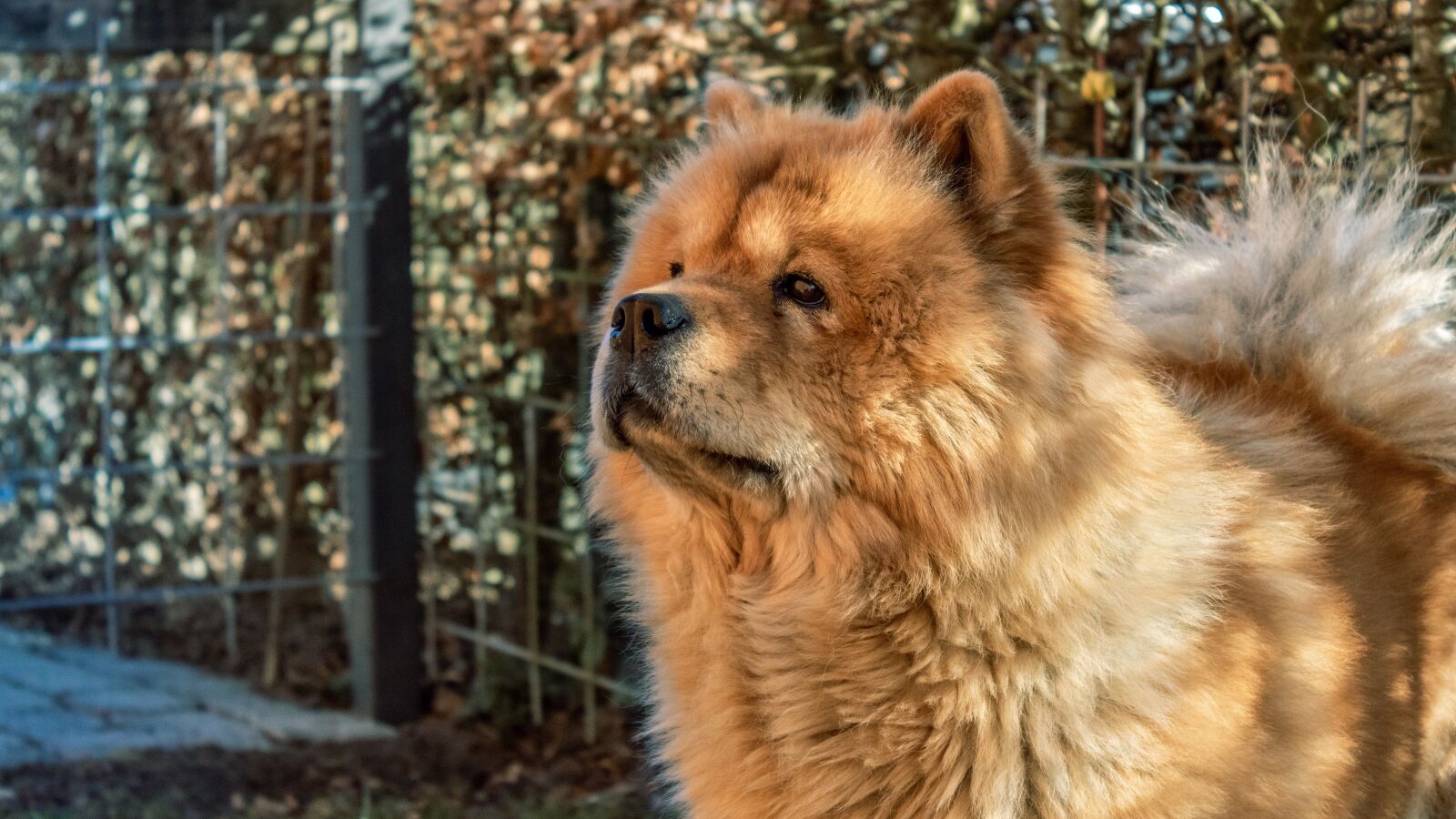 Canon EOS 750D (EOS Rebel T6i / EOS Kiss X8i) + Canon EF-S 18-55mm F3.5-5.6 III sample photo. Chow chow, chow, chow-chow photography