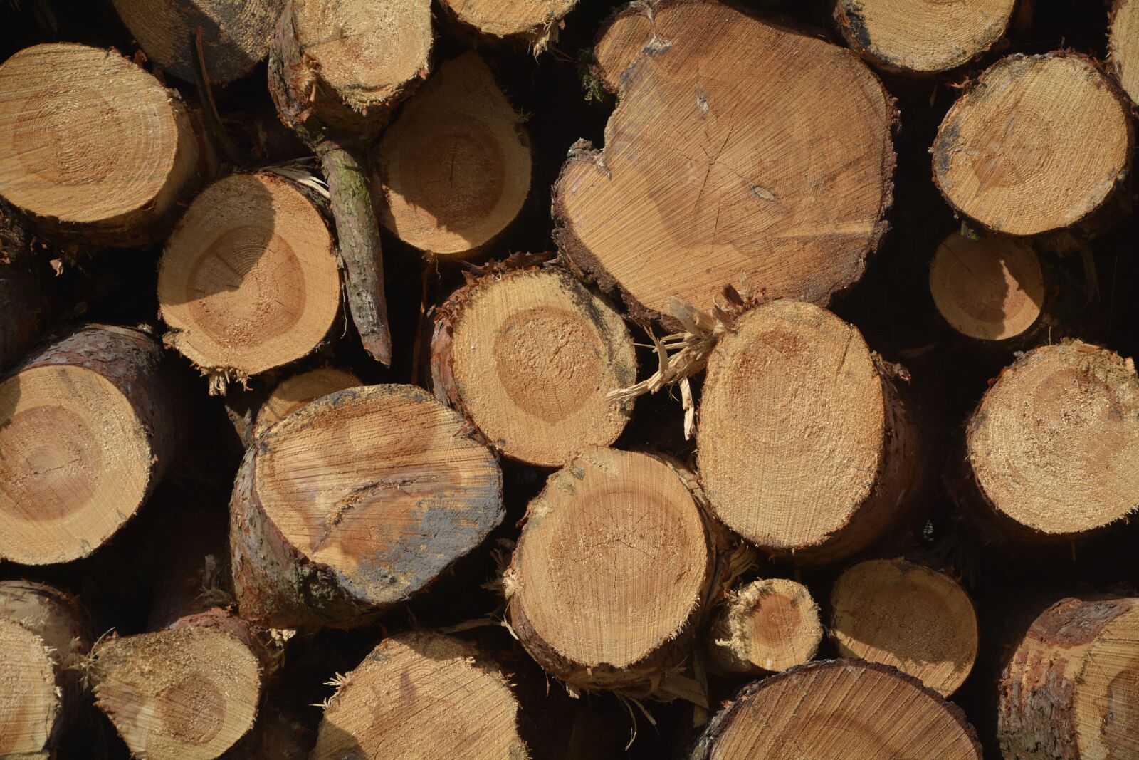 Nikon D7100 sample photo. Firewood, section, tribe photography