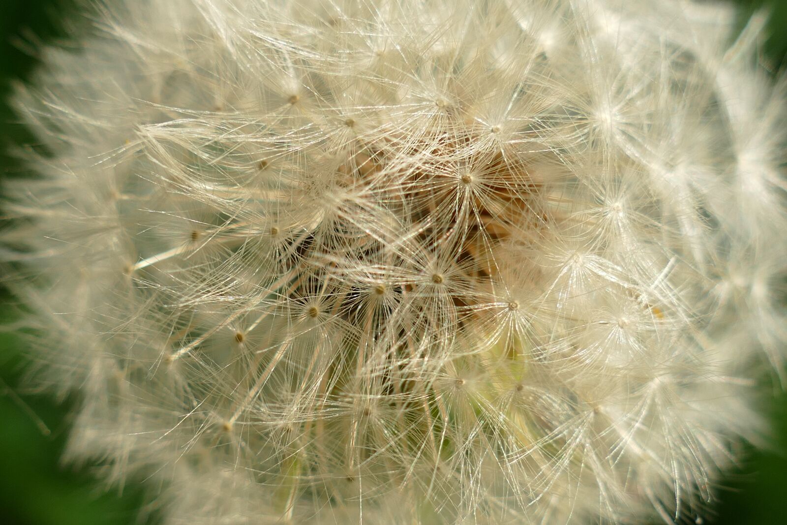 Panasonic Lumix DMC-FZ1000 sample photo. Dandelion, flora, lint photography