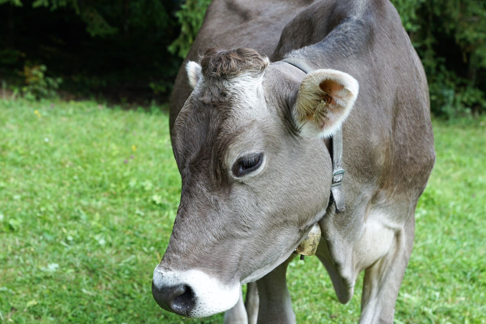 Sony ILCA-77M2 + Sony DT 16-50mm F2.8 SSM sample photo. Cow, milk, agriculture photography