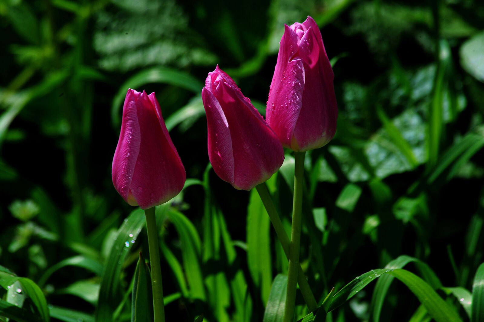 Nikon D700 sample photo. Buds, flowers, plant photography