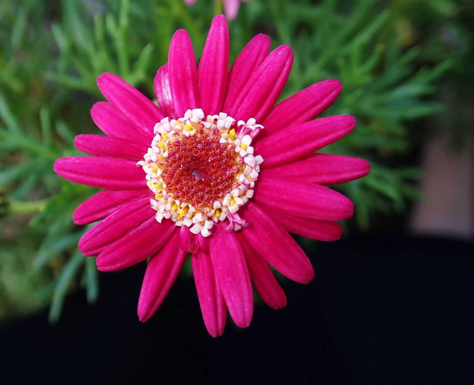 Olympus TG-5 sample photo. Daisy, flower, bright photography