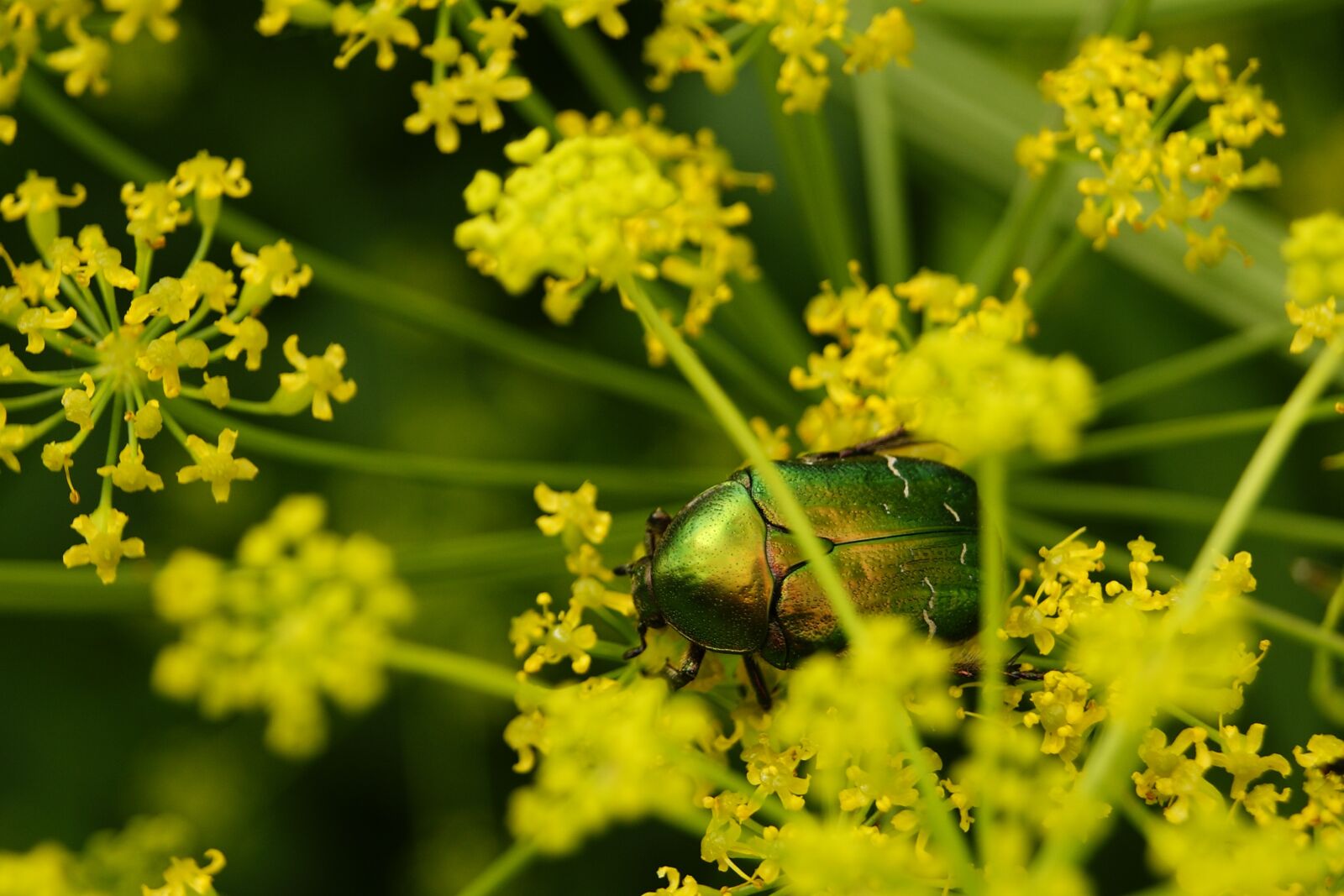 Sony Alpha DSLR-A390 sample photo. Worm, insect, the beetle photography