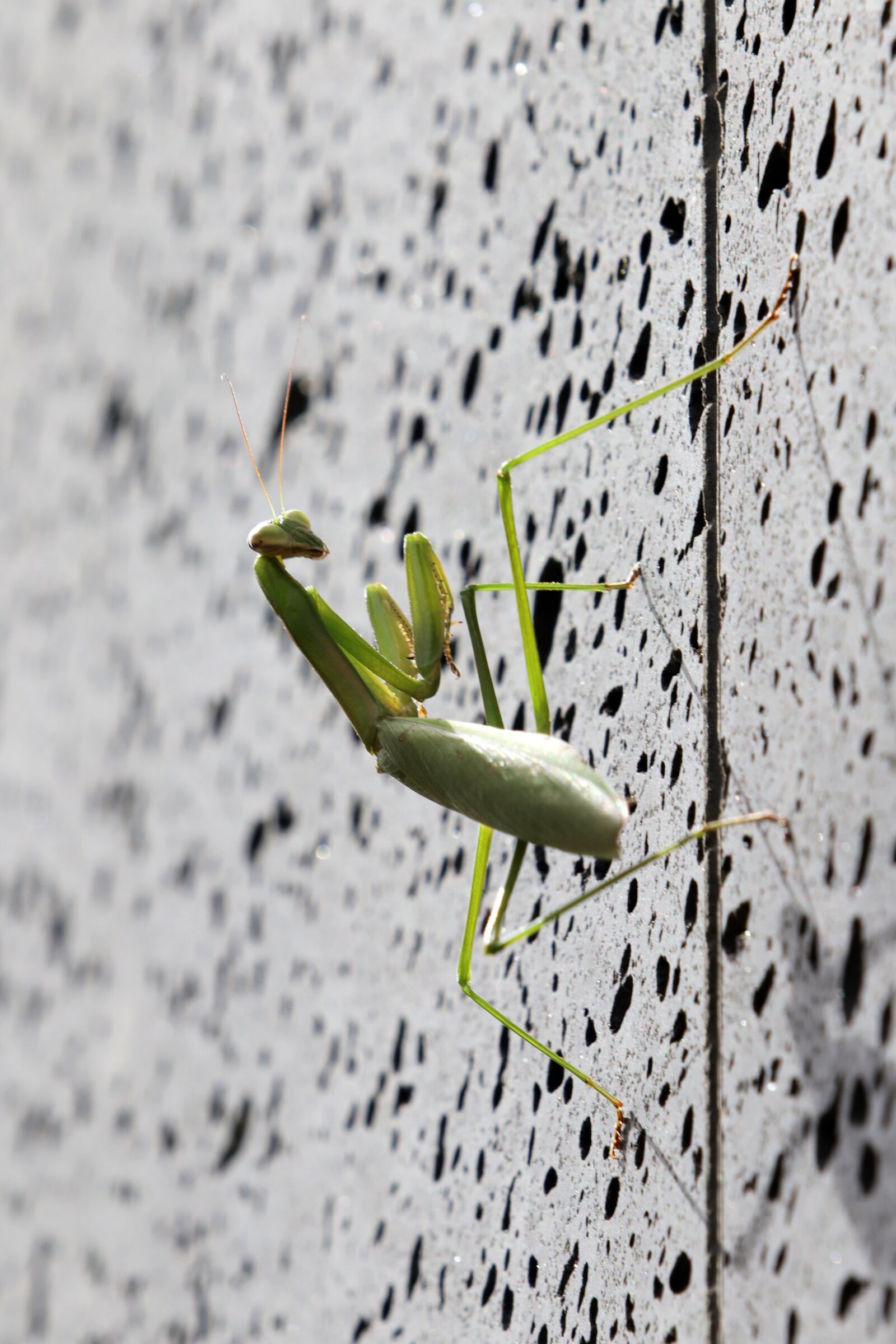 Canon EF 70-200mm F2.8L USM sample photo. Mantis, insects, nature photography