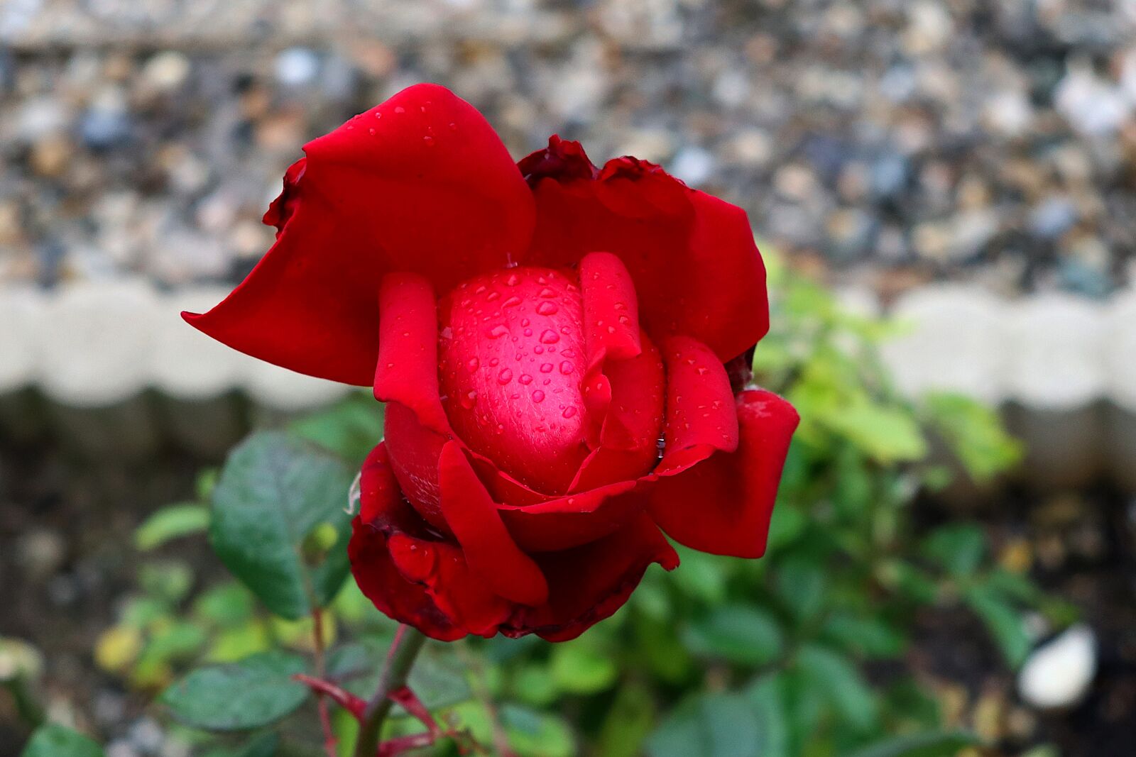Canon PowerShot G1 X Mark III sample photo. Flower, pink, red photography