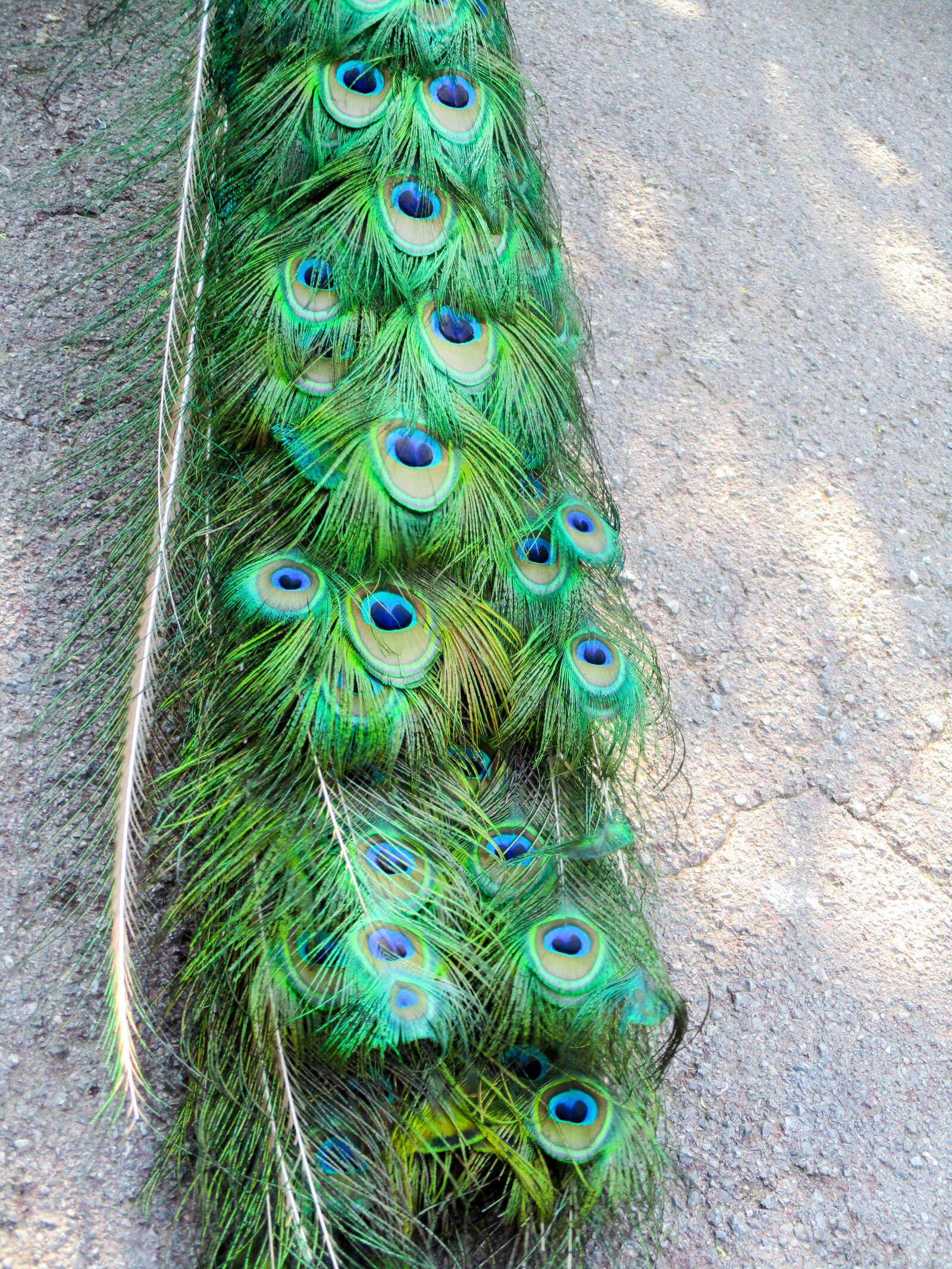 Canon IXUS 185 sample photo. Peacock feathers, peacock, green photography