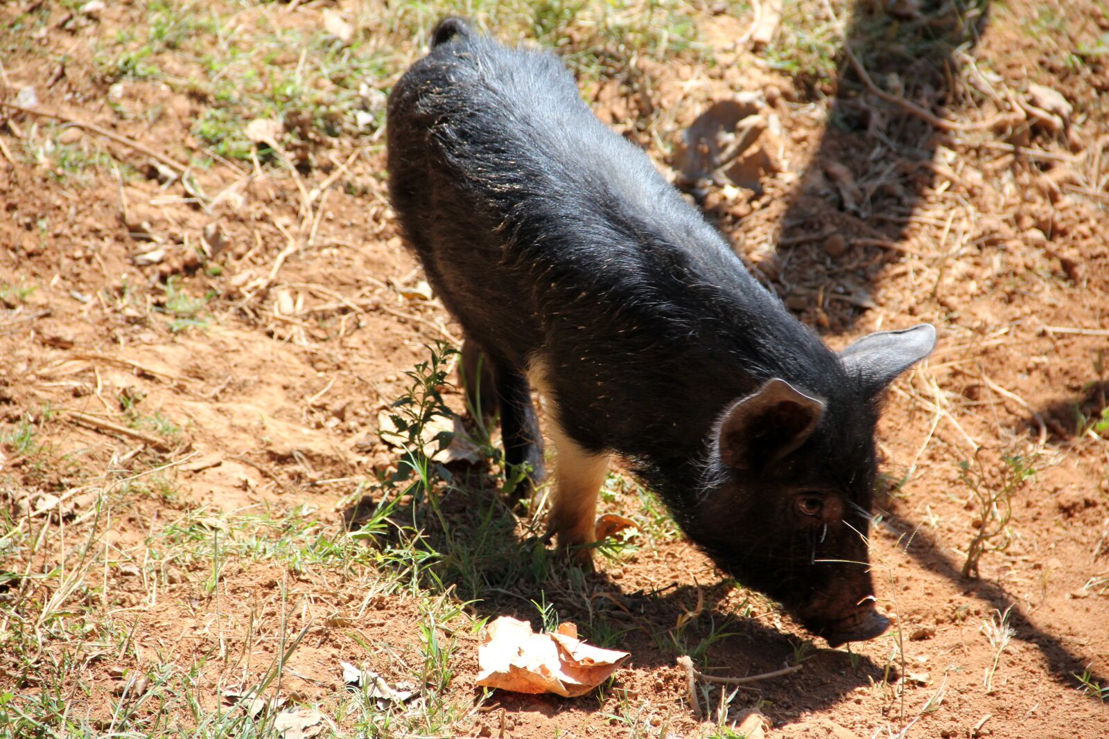 Canon EF-S 18-135mm F3.5-5.6 IS sample photo. Pig, black, livestock photography