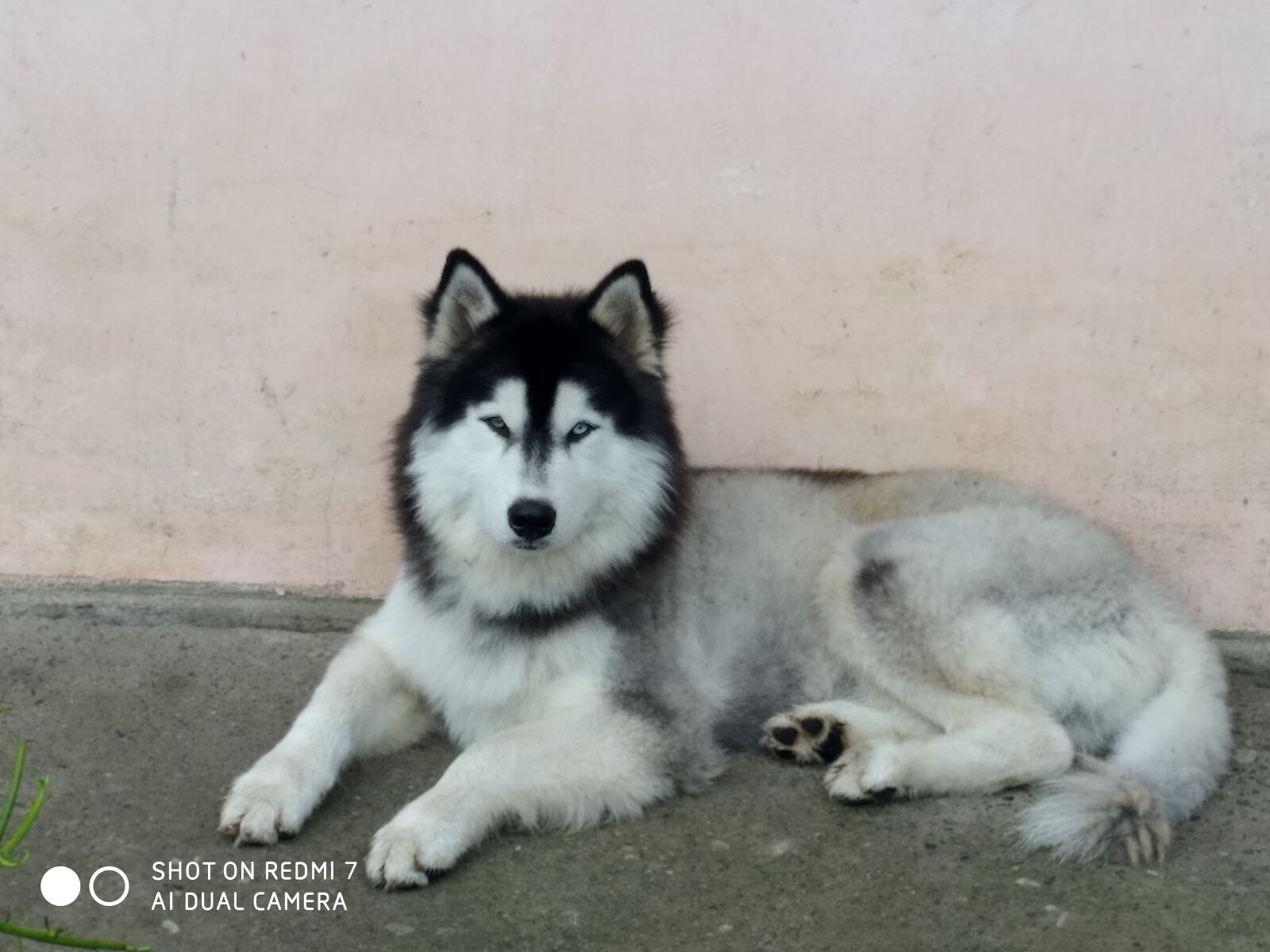 Xiaomi Redmi 7 sample photo. Siberian husky, amazonas, amazon photography