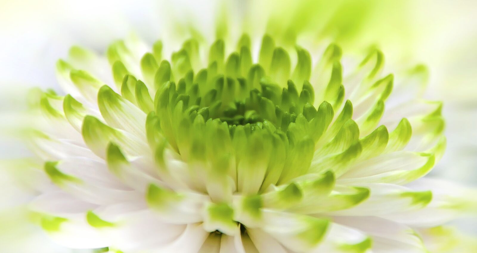Canon EOS 50D sample photo. Chrysanthemum, white, green photography
