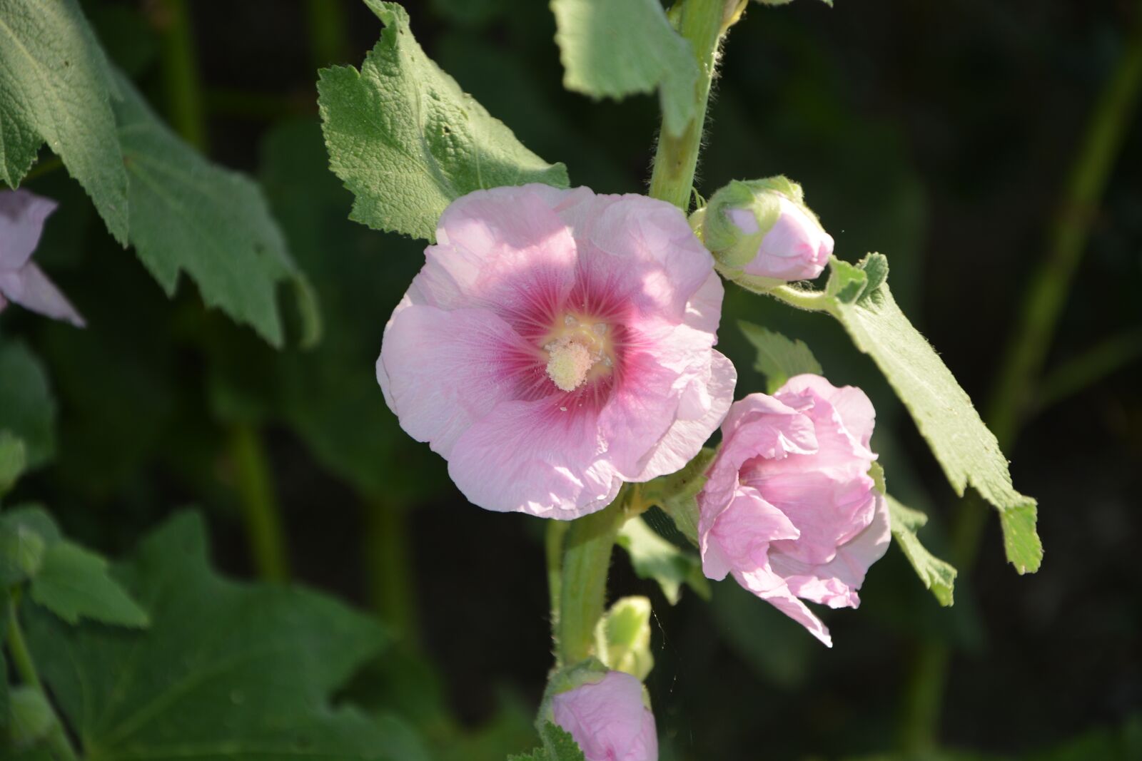 Nikon D5200 sample photo. Pink flower, garden, nature photography