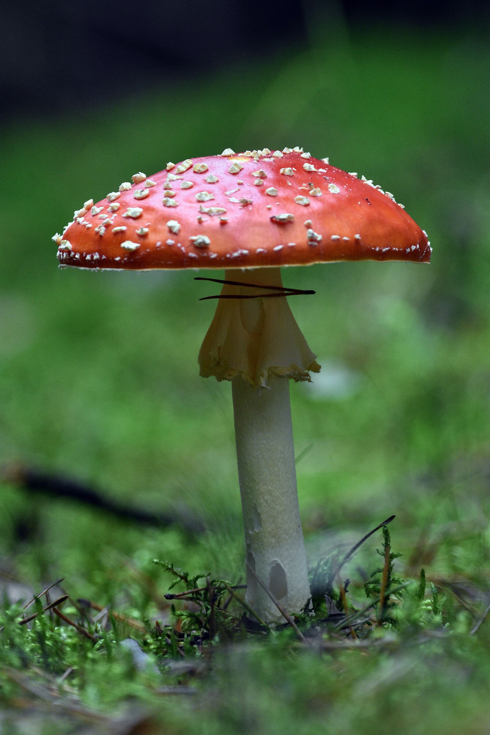 Nikon D3400 sample photo. Fly agaric red, mushroom photography