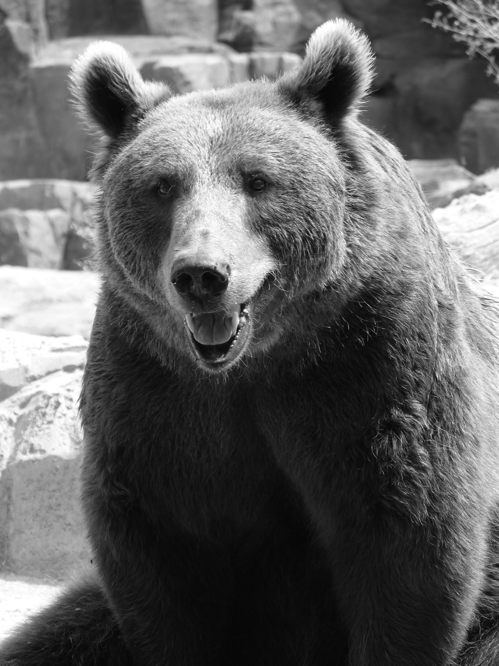 Panasonic Lumix DMC-FZ35 (Lumix DMC-FZ38) sample photo. Bear, leaning, fur photography