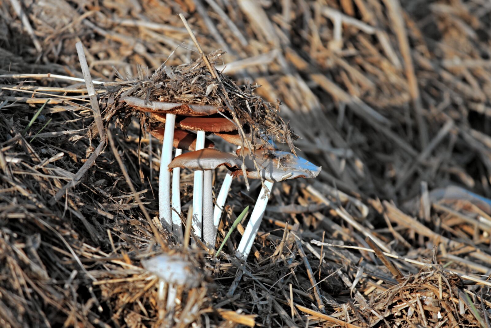 Canon EOS 1100D (EOS Rebel T3 / EOS Kiss X50) sample photo. Mushrooms, crap, dung photography