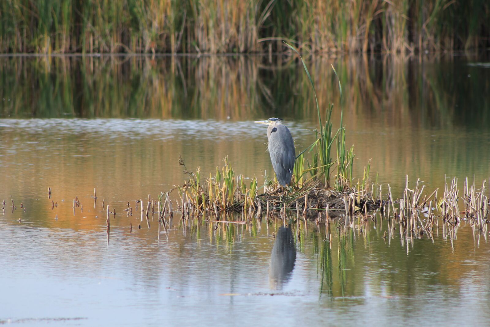 Canon EOS 1100D (EOS Rebel T3 / EOS Kiss X50) sample photo. Heron, nature, bird photography