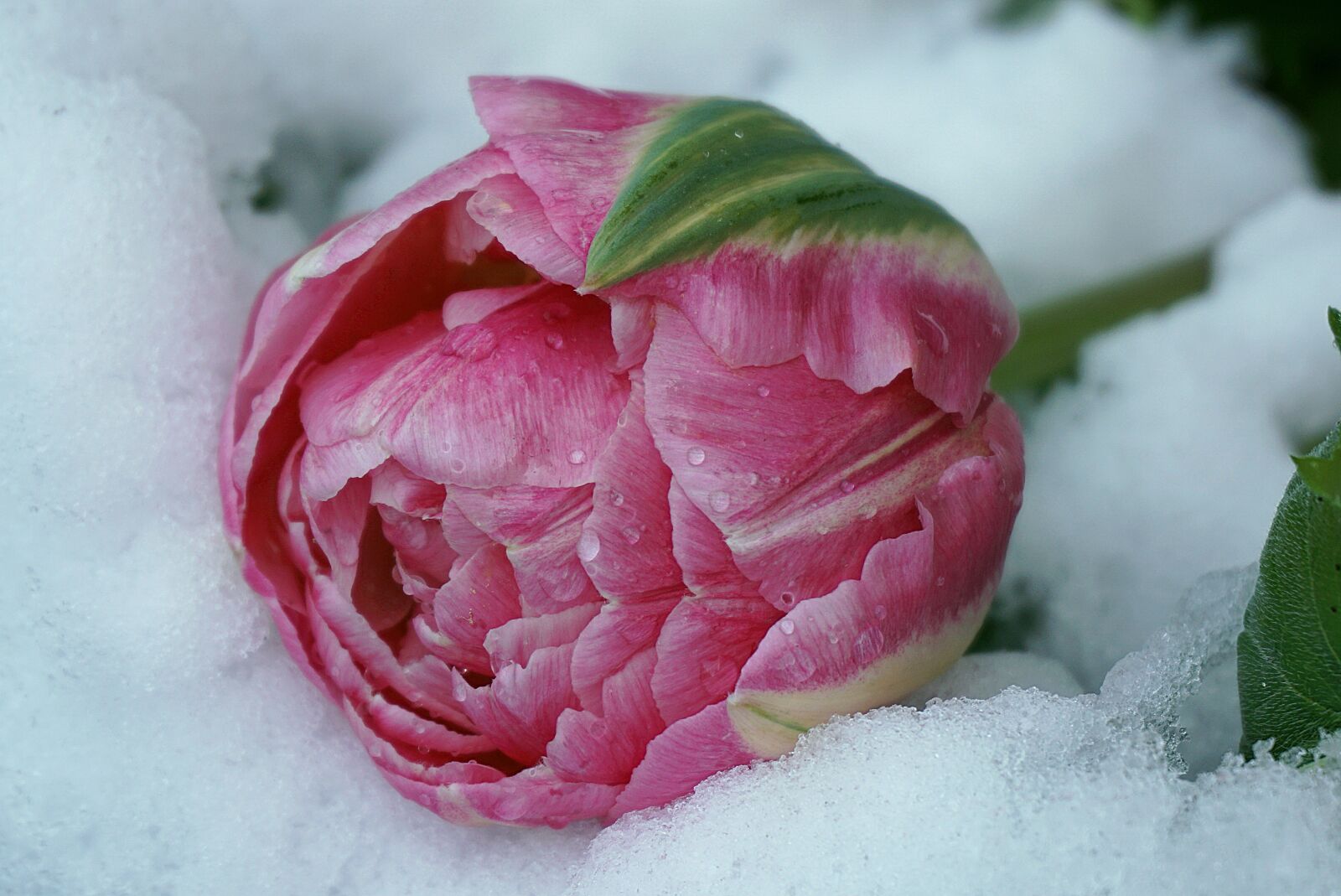 Sony a6000 sample photo. Tulip in the snow photography