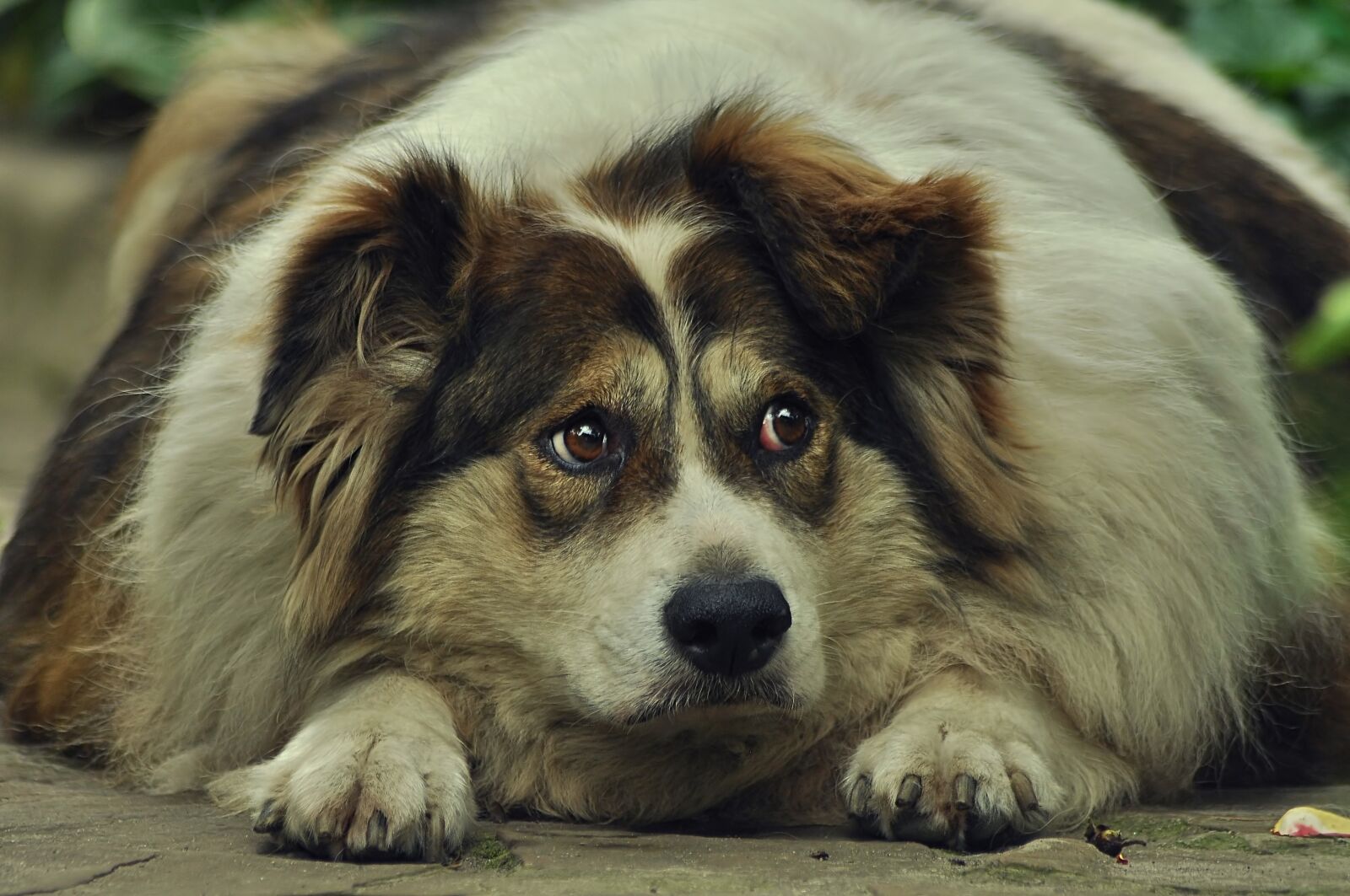 Nikon D90 sample photo. Dog, attention, lie photography