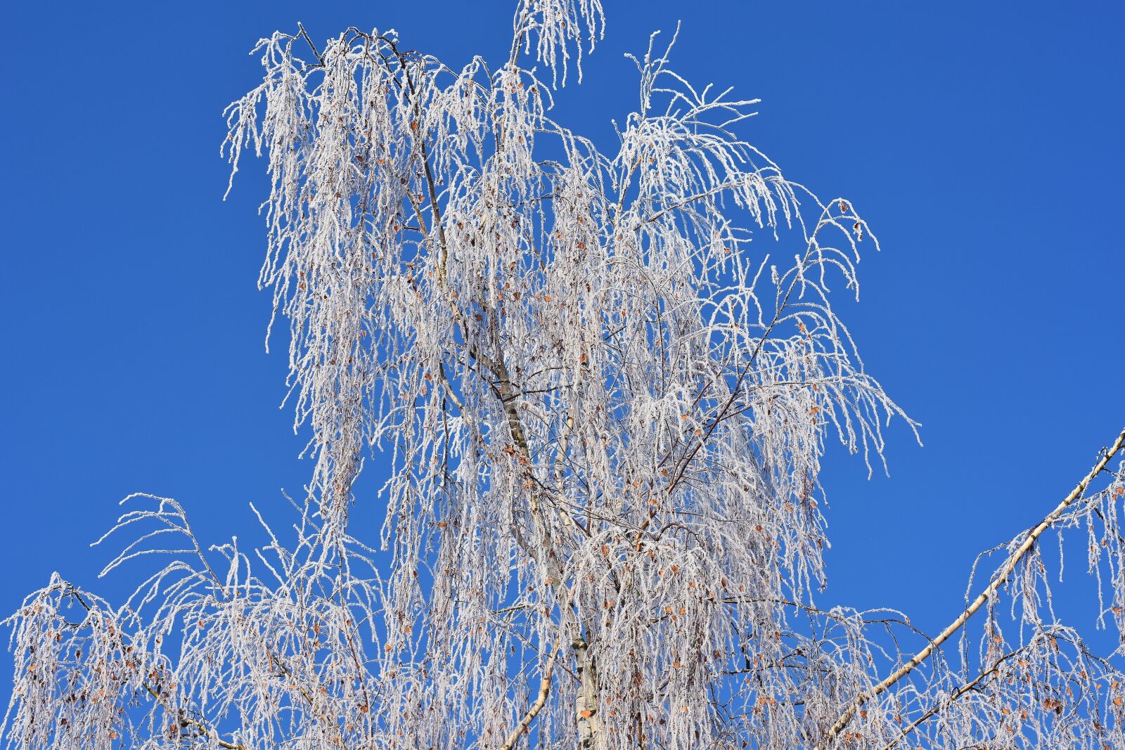 Nikon D7200 sample photo. Blue sky, tree, winter photography