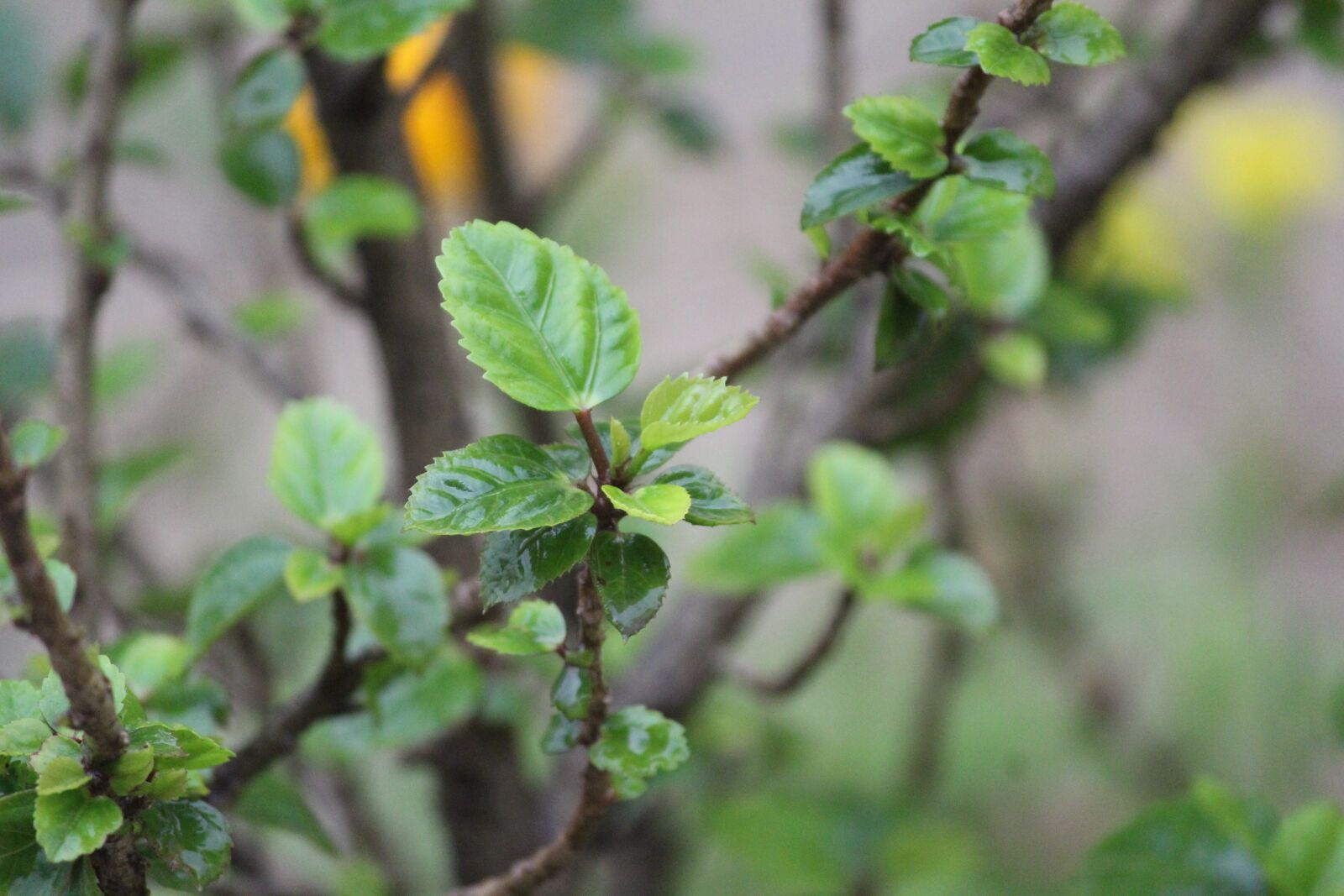 Canon EOS 1200D (EOS Rebel T5 / EOS Kiss X70 / EOS Hi) sample photo. Leaf, stem, branch photography