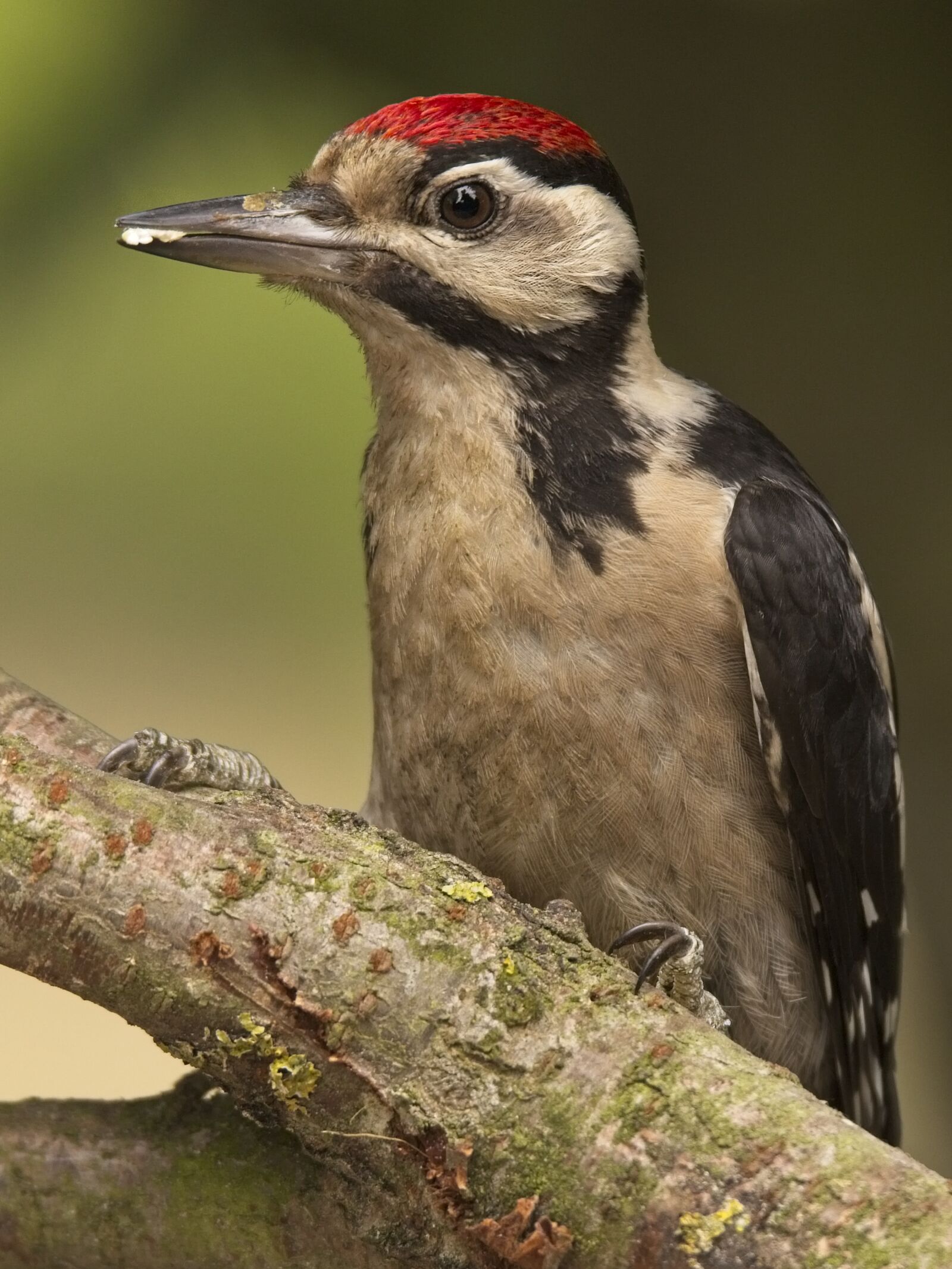 Canon EOS 6D + Sigma 150-600mm F5-6.3 DG OS HSM | C sample photo. Bird, great spotted woodpecker photography