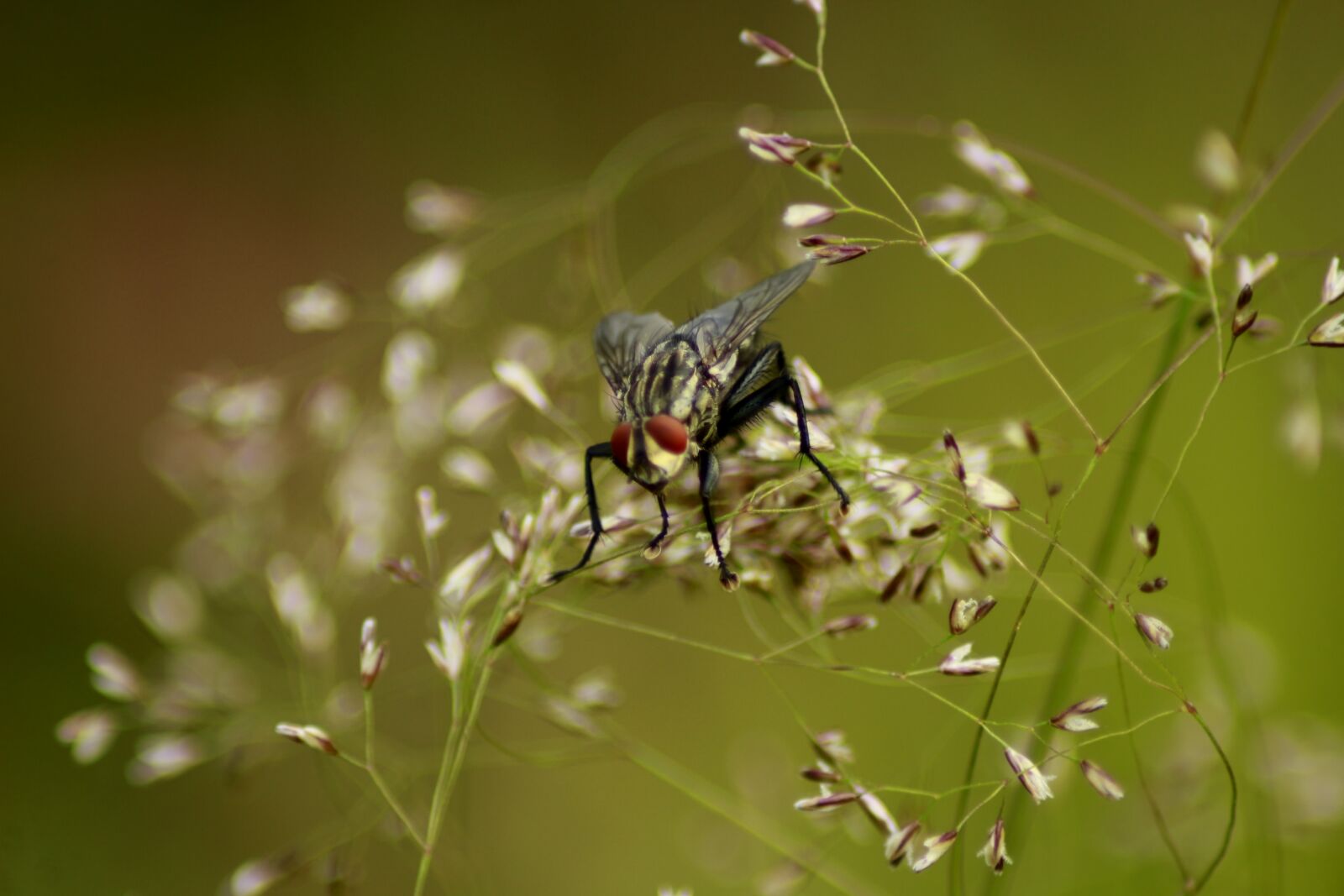 Canon EOS 100D (EOS Rebel SL1 / EOS Kiss X7) sample photo. Fly, close up, nature photography