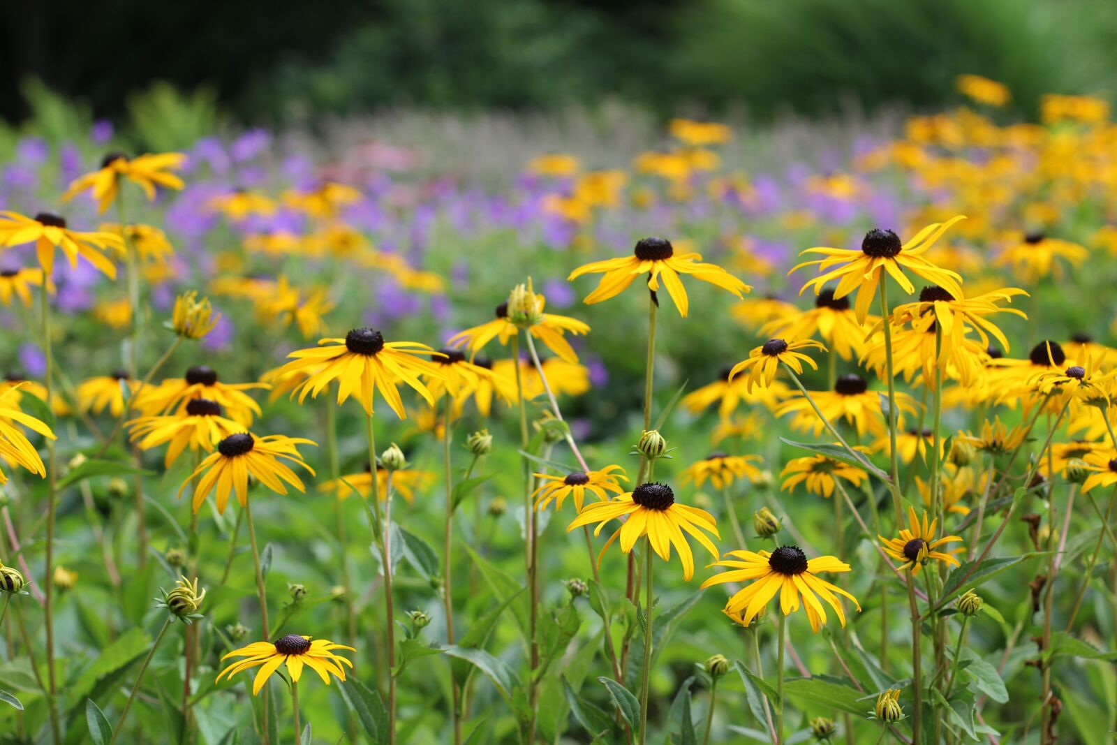 Canon EOS 60D + Canon EF 50mm F1.4 USM sample photo. Coneflower, flower, rudbeckia species photography