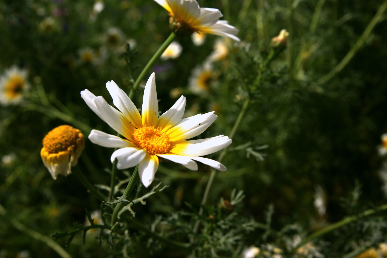 Sony Alpha DSLR-A350 sample photo. Nature, plant, summer photography
