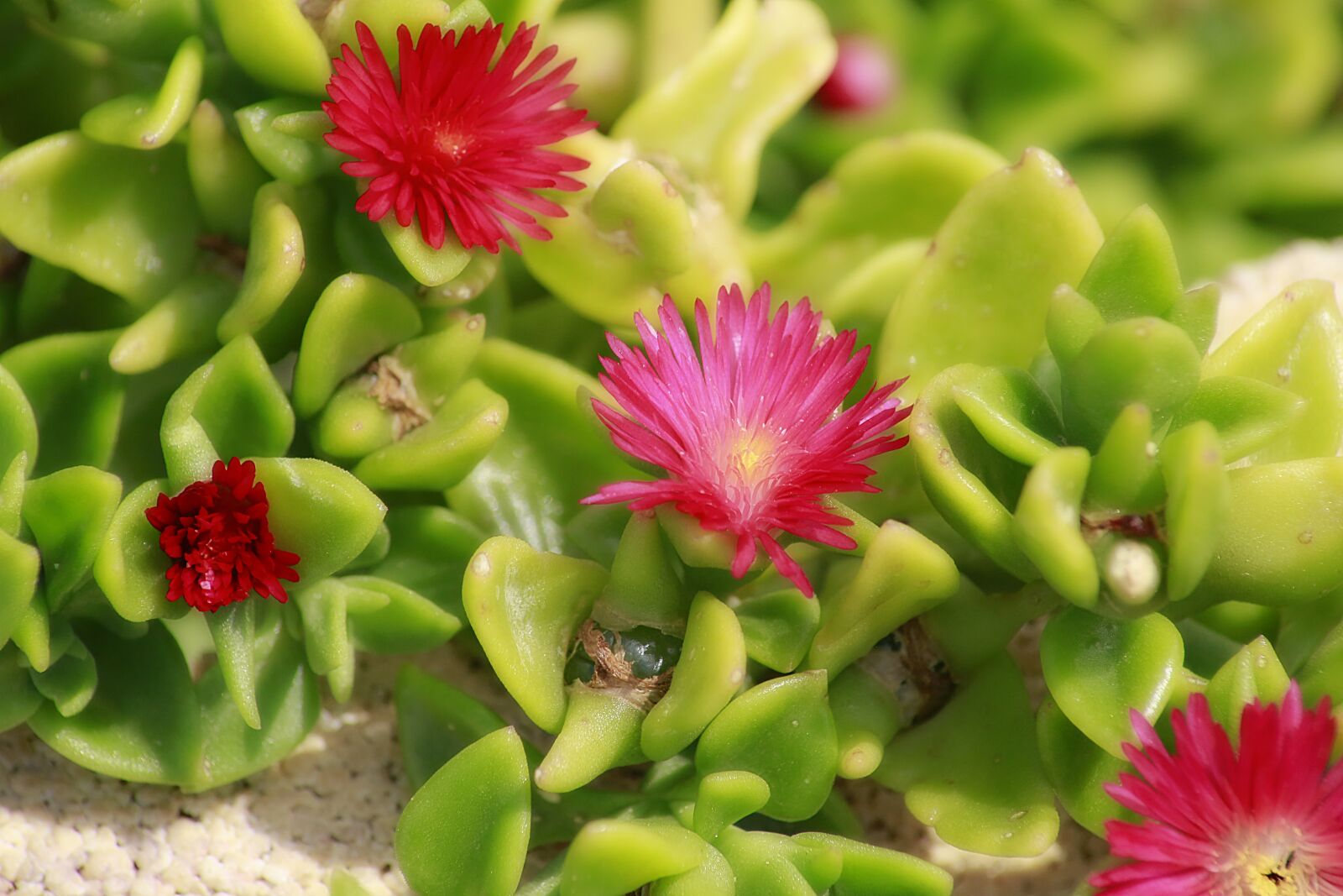 Canon EOS 5D Mark III sample photo. Flower, pink, plant photography