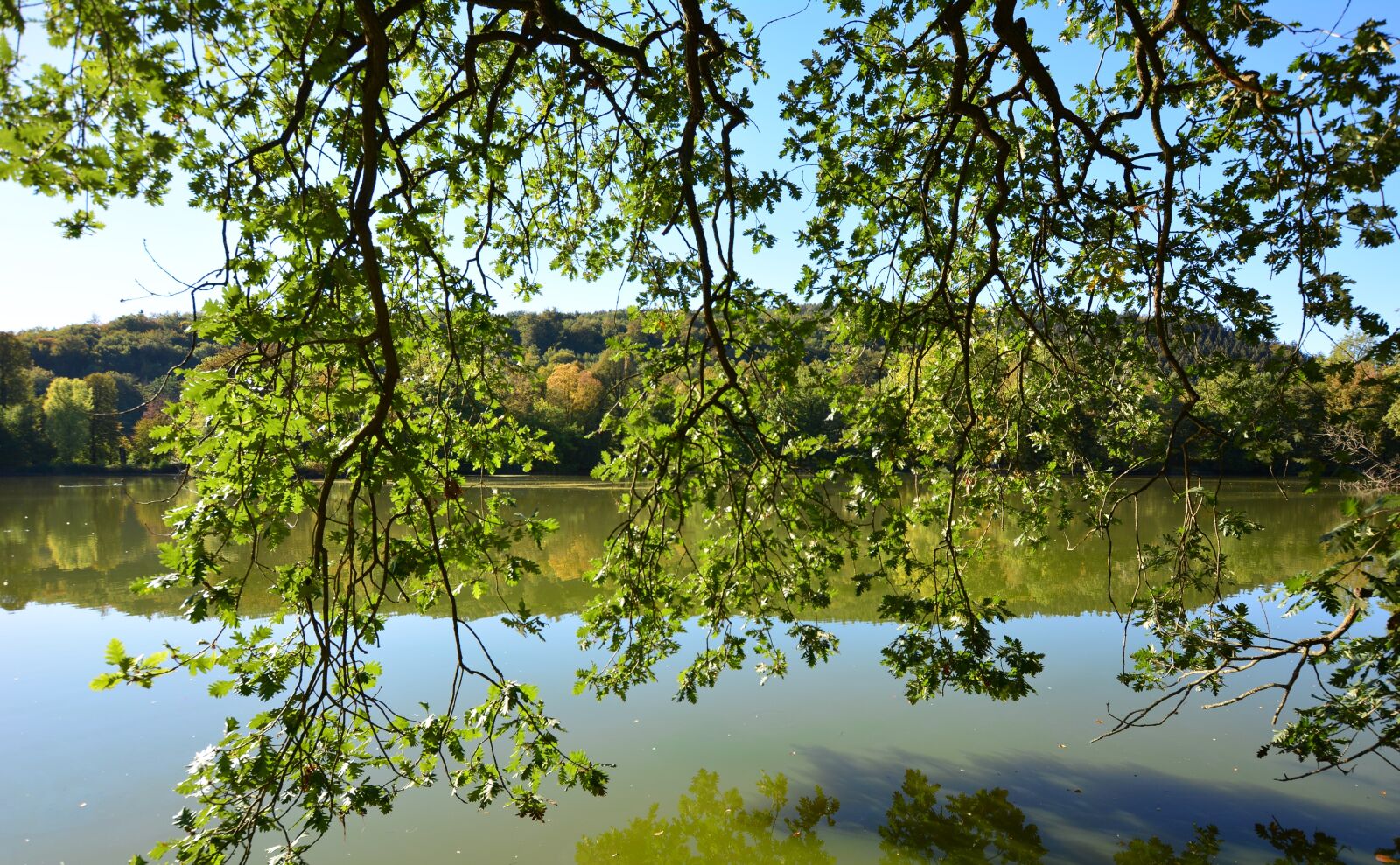 Nikon D5200 sample photo. Park lake, mirroring, greiz photography