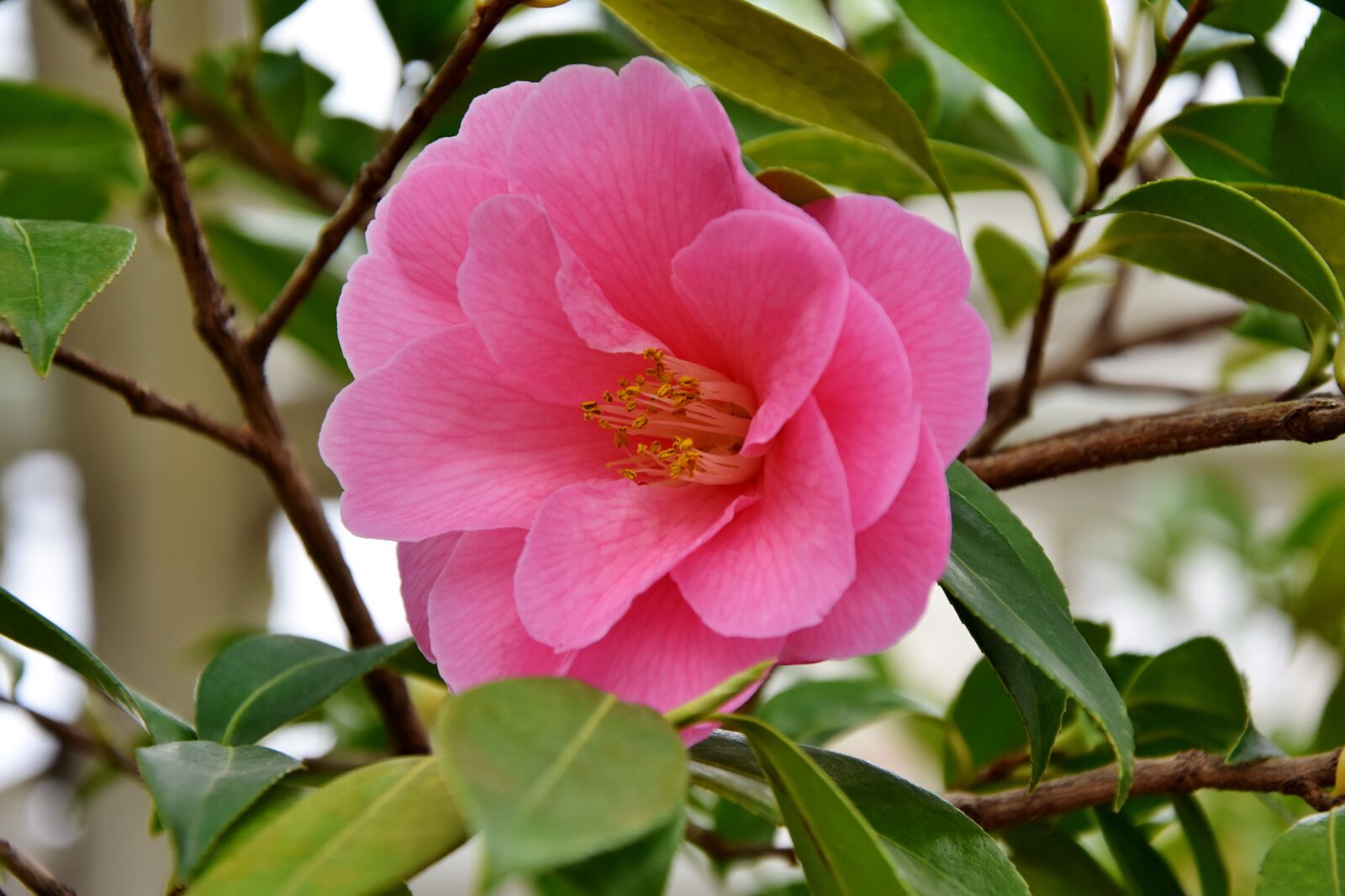 Nikon D7200 sample photo. Flower, blossom, bloom photography