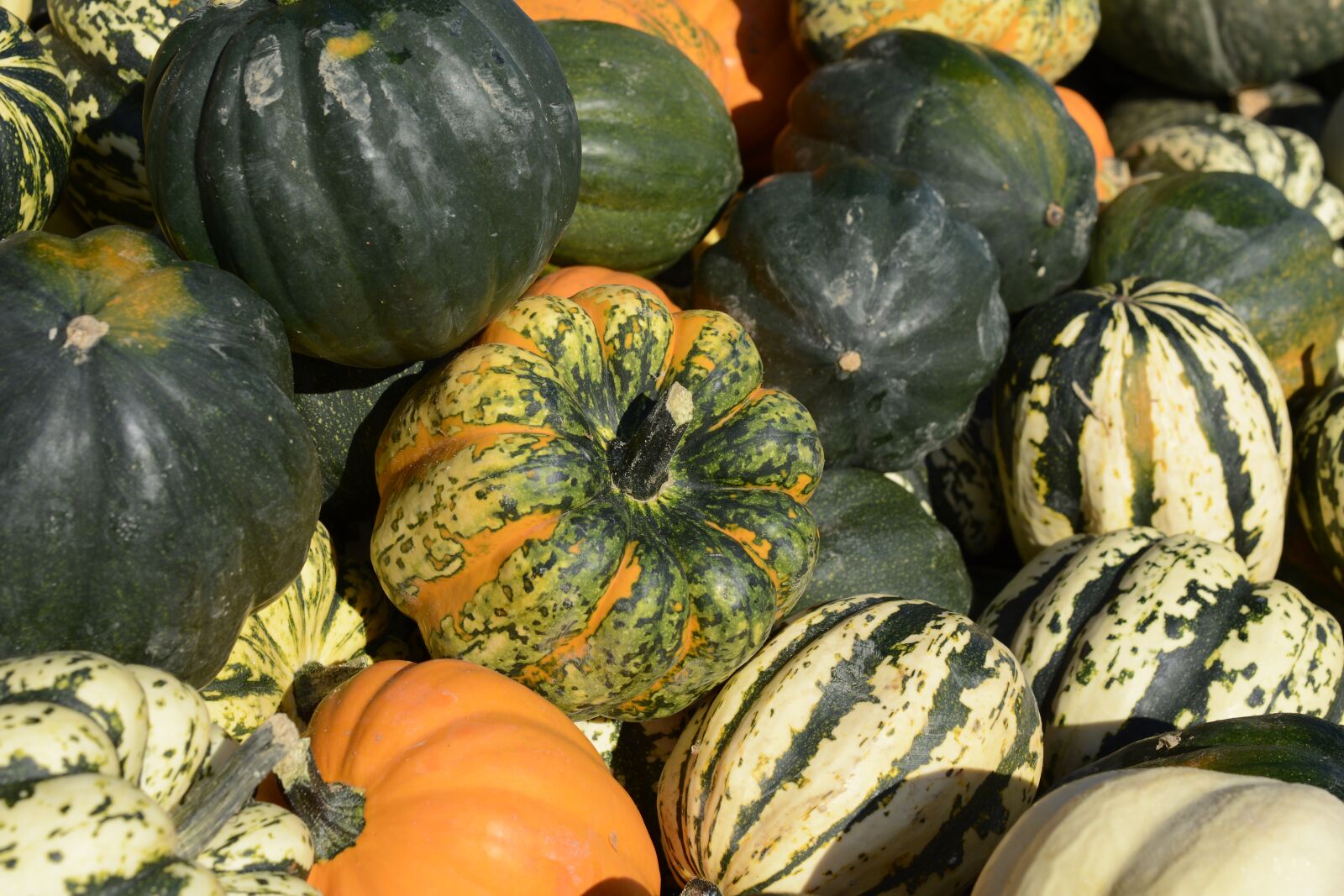 Nikon D7100 sample photo. Pumpkin, gourd, vegetables photography