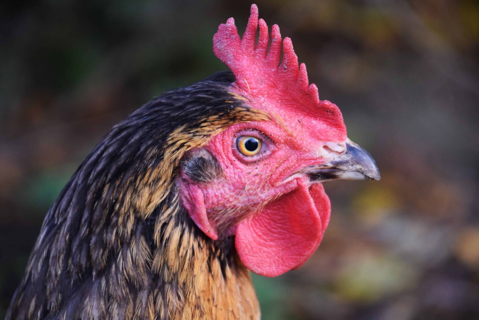 Nikon D3300 sample photo. Feather, hen, nature, poultry photography