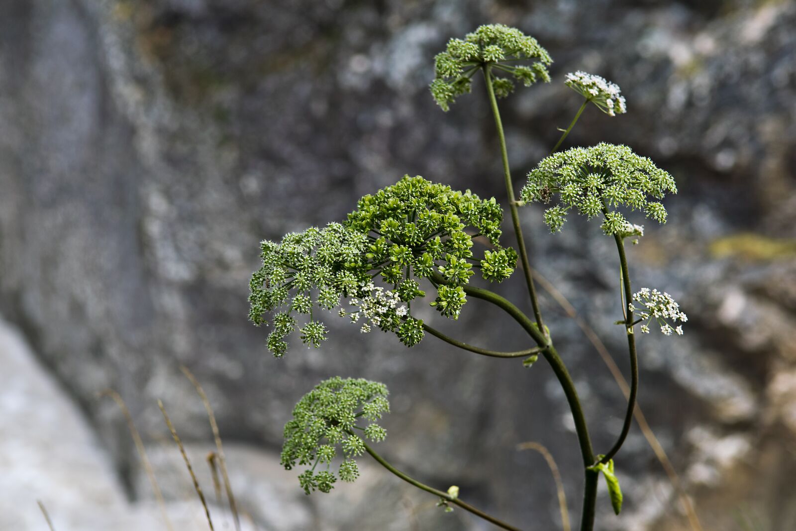 Nikon D5300 sample photo. Nature, plant, leaf photography