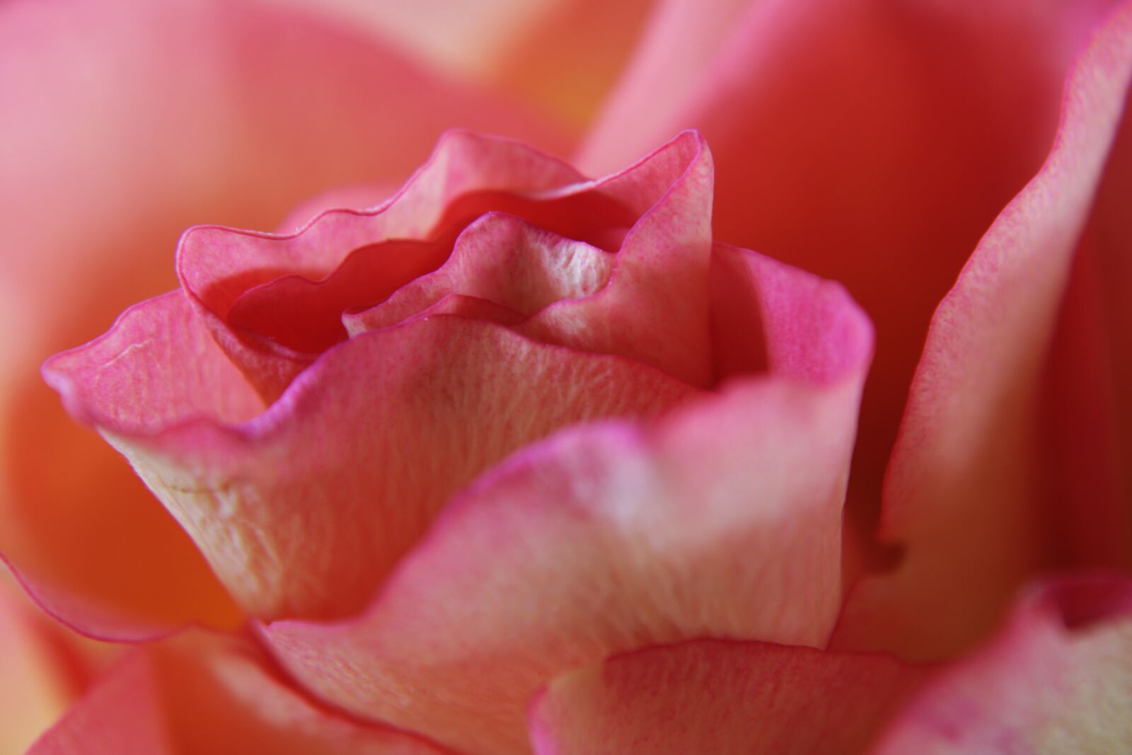 Canon EOS 2000D (EOS Rebel T7 / EOS Kiss X90 / EOS 1500D) sample photo. Pink rose, rose, feeling photography