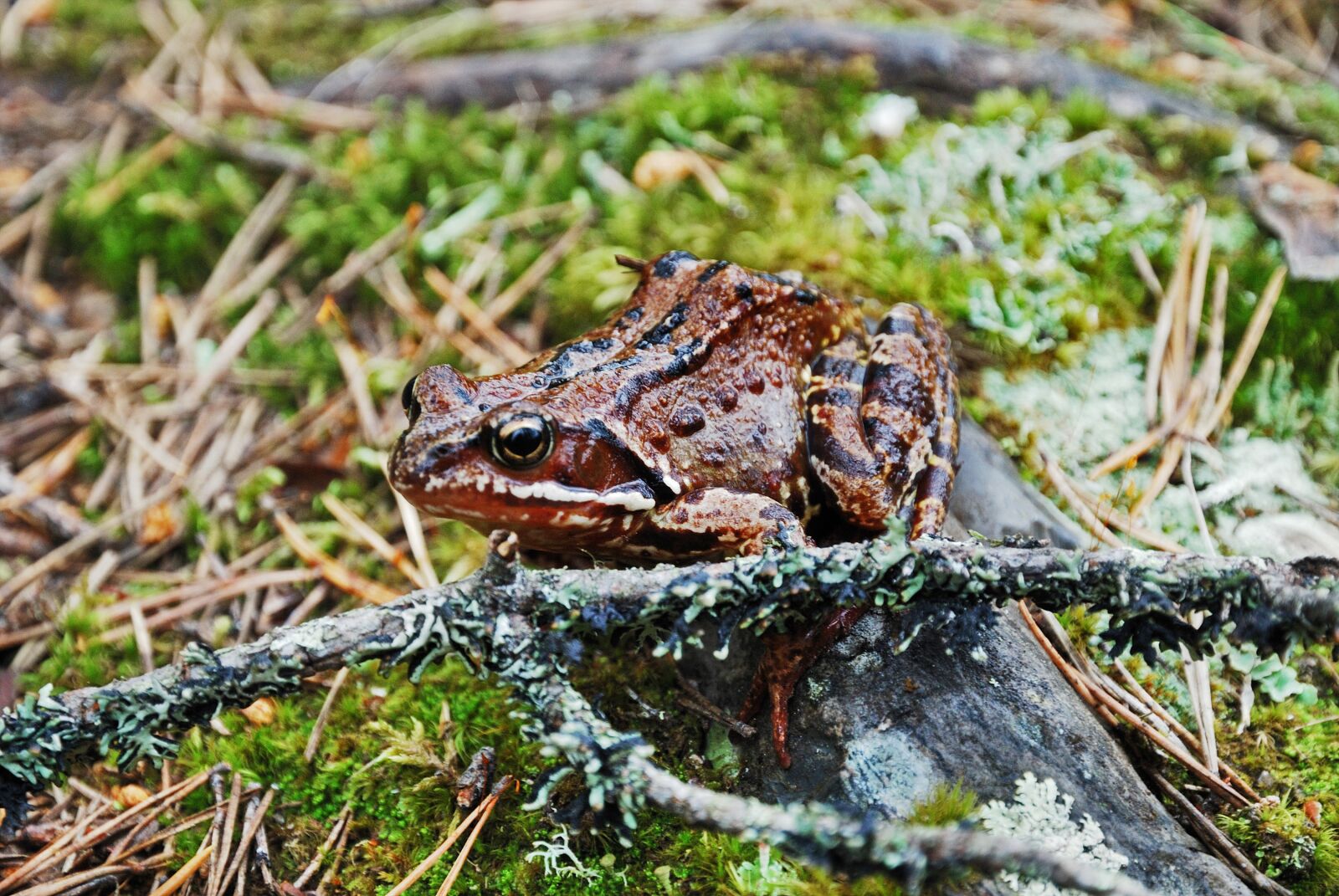 Nikon D80 sample photo. Frog, toad, sitting photography