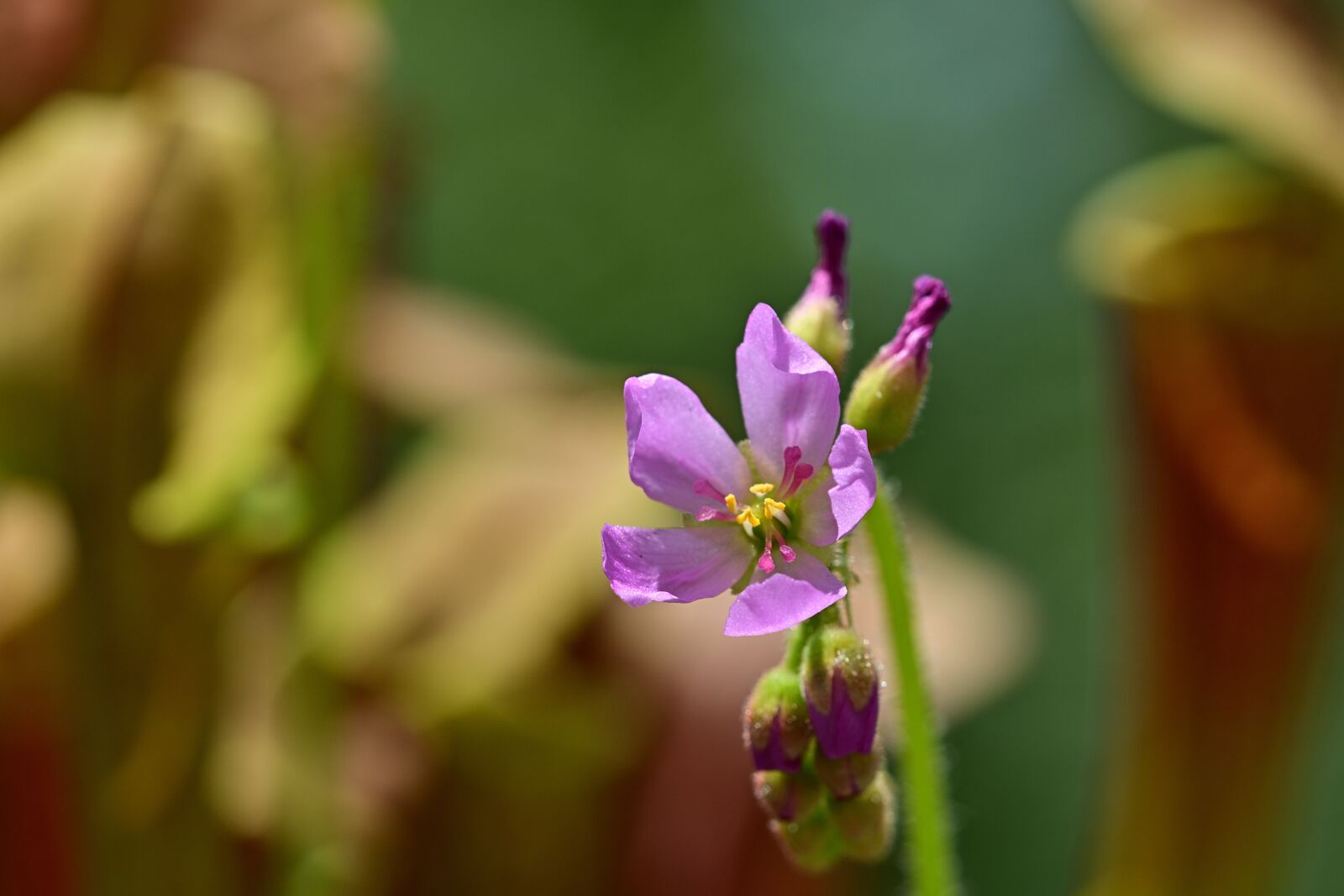 Nikon D5200 sample photo. Sundew, blossom, bloom photography