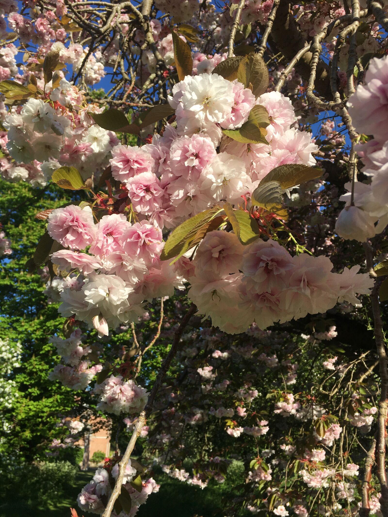 Apple iPhone 6s sample photo. Blossom, springtime, flowers photography