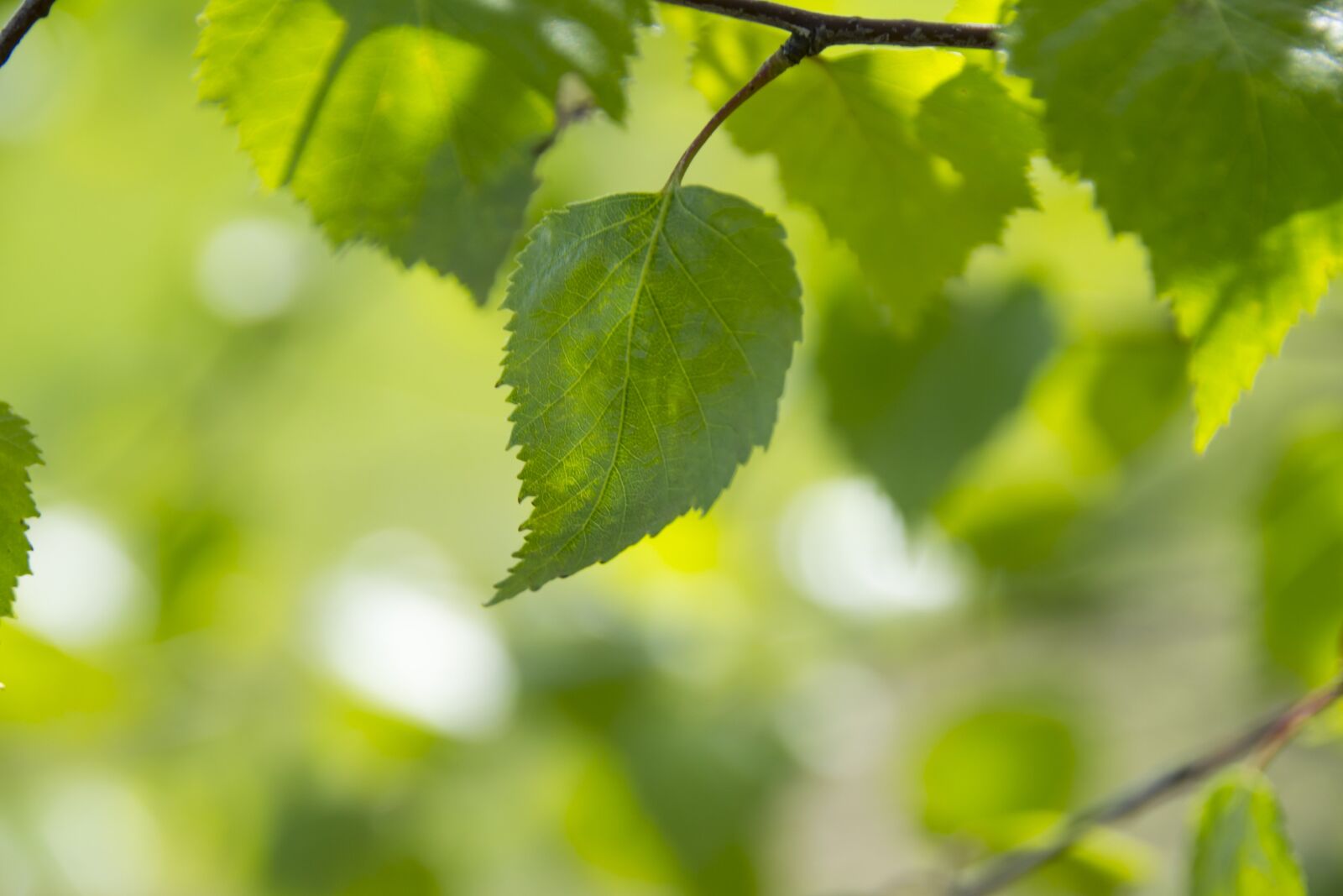 Nikon D3100 sample photo. Green color, the background photography
