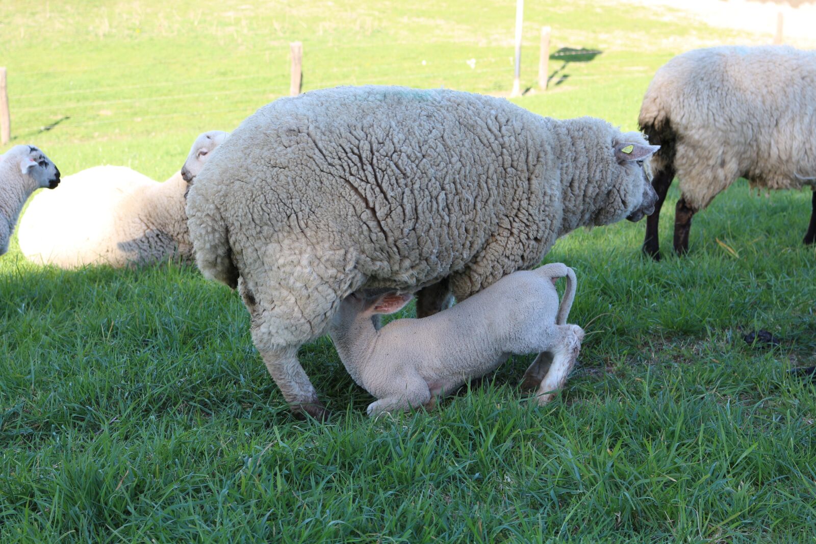Canon EOS 700D (EOS Rebel T5i / EOS Kiss X7i) sample photo. Lamb, sheep, pasture photography